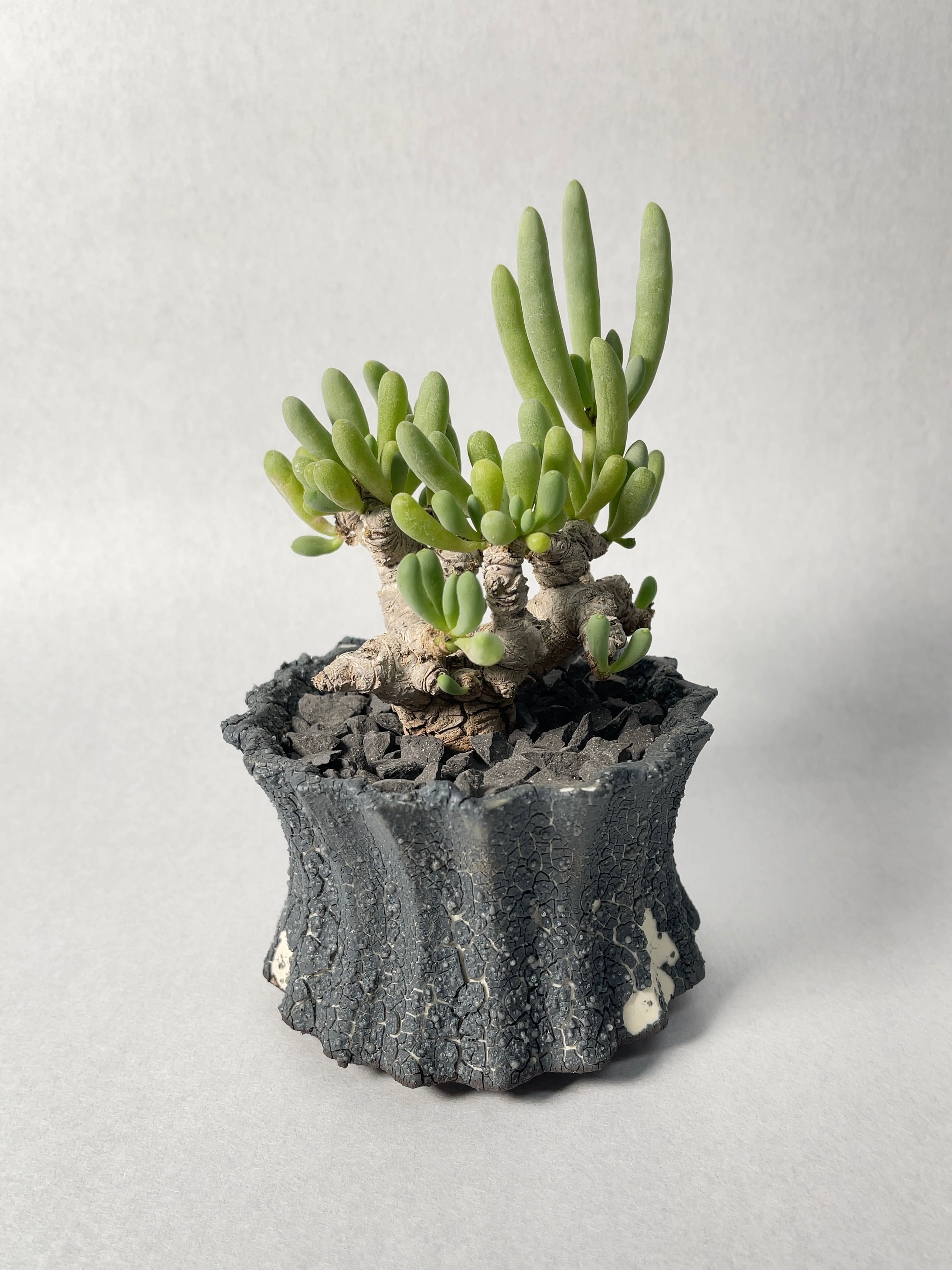 オトンナ・クラビフォリア | trigger