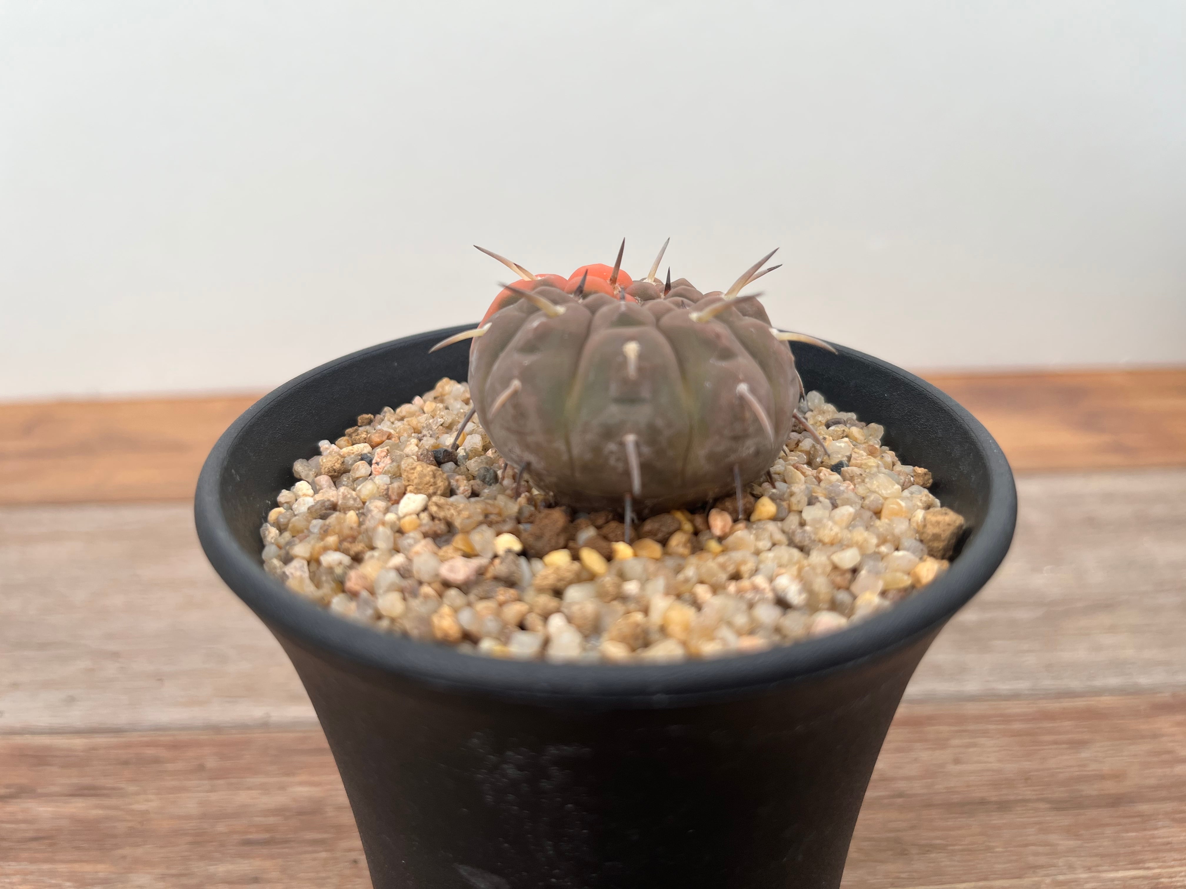 Gymnocalycium stellatum ギムノカリキュウム 守殿玉錦 一本刺