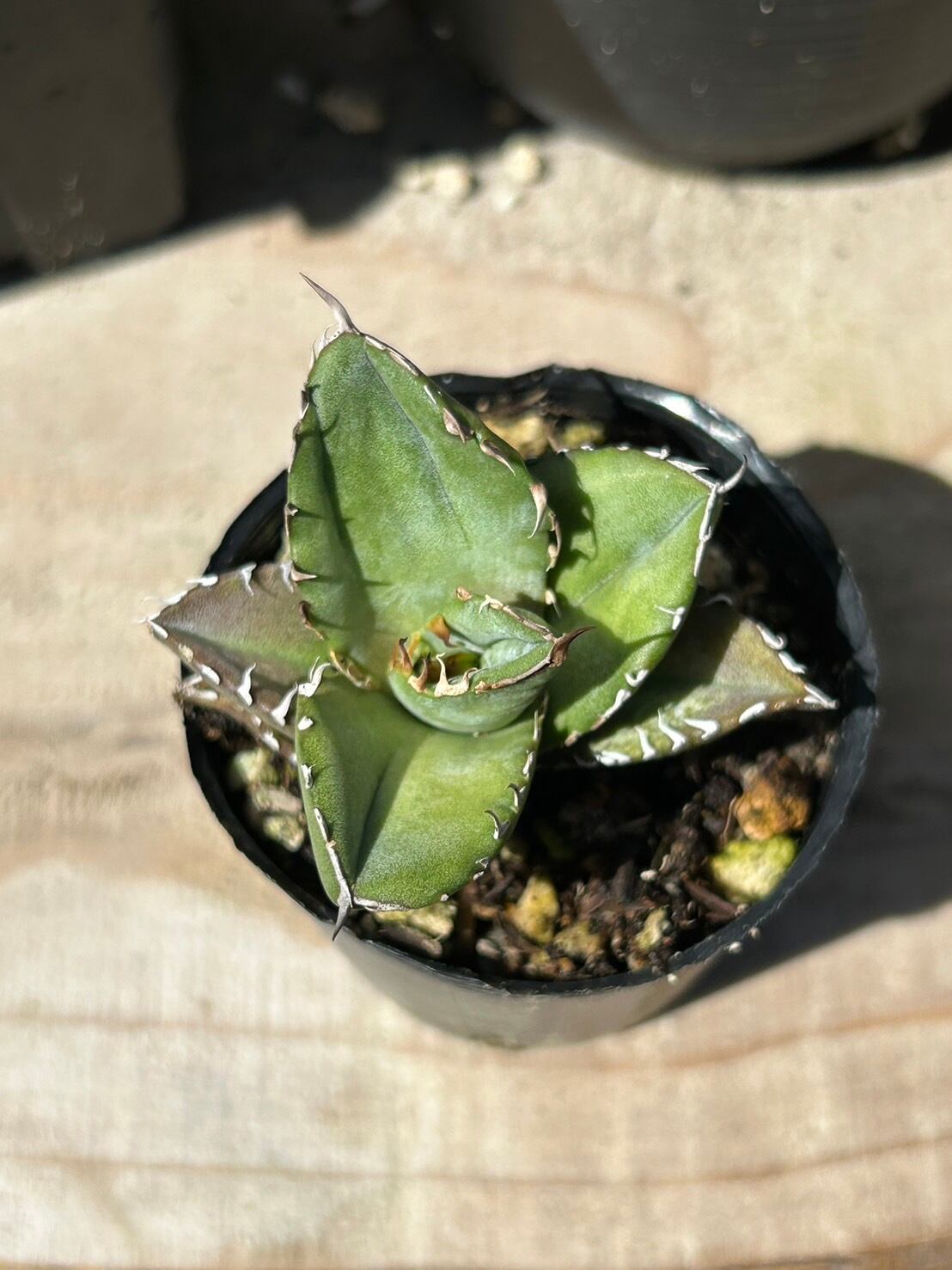 【 96 】oteroi seedling ②