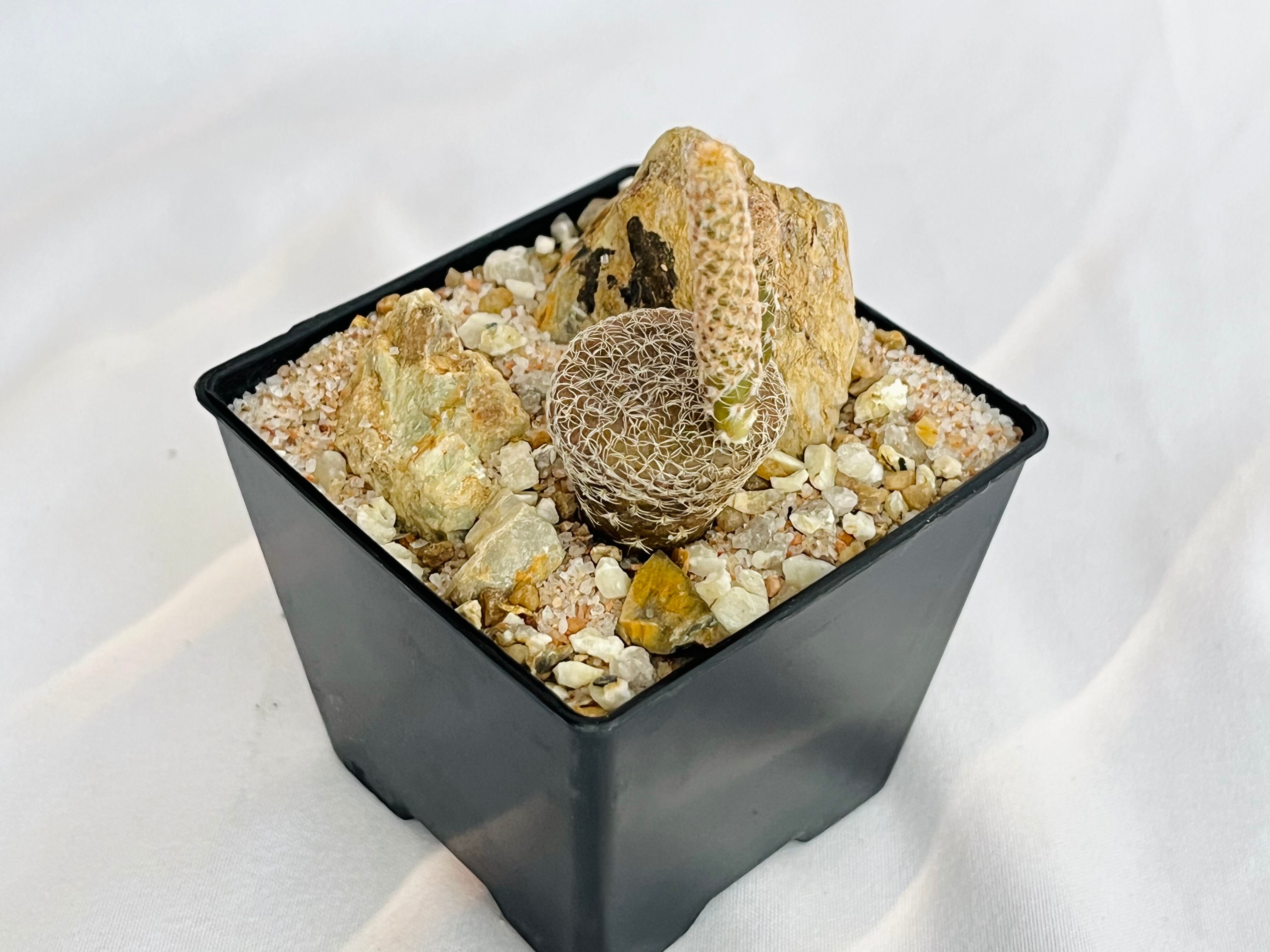Puna clavarioides クラバリオイデス 茸団扇 白鶏冠 サボテン | plants