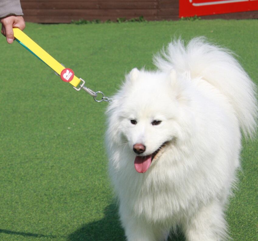 ※予約【RITORI】ウォーターレリーフショートリード mix color