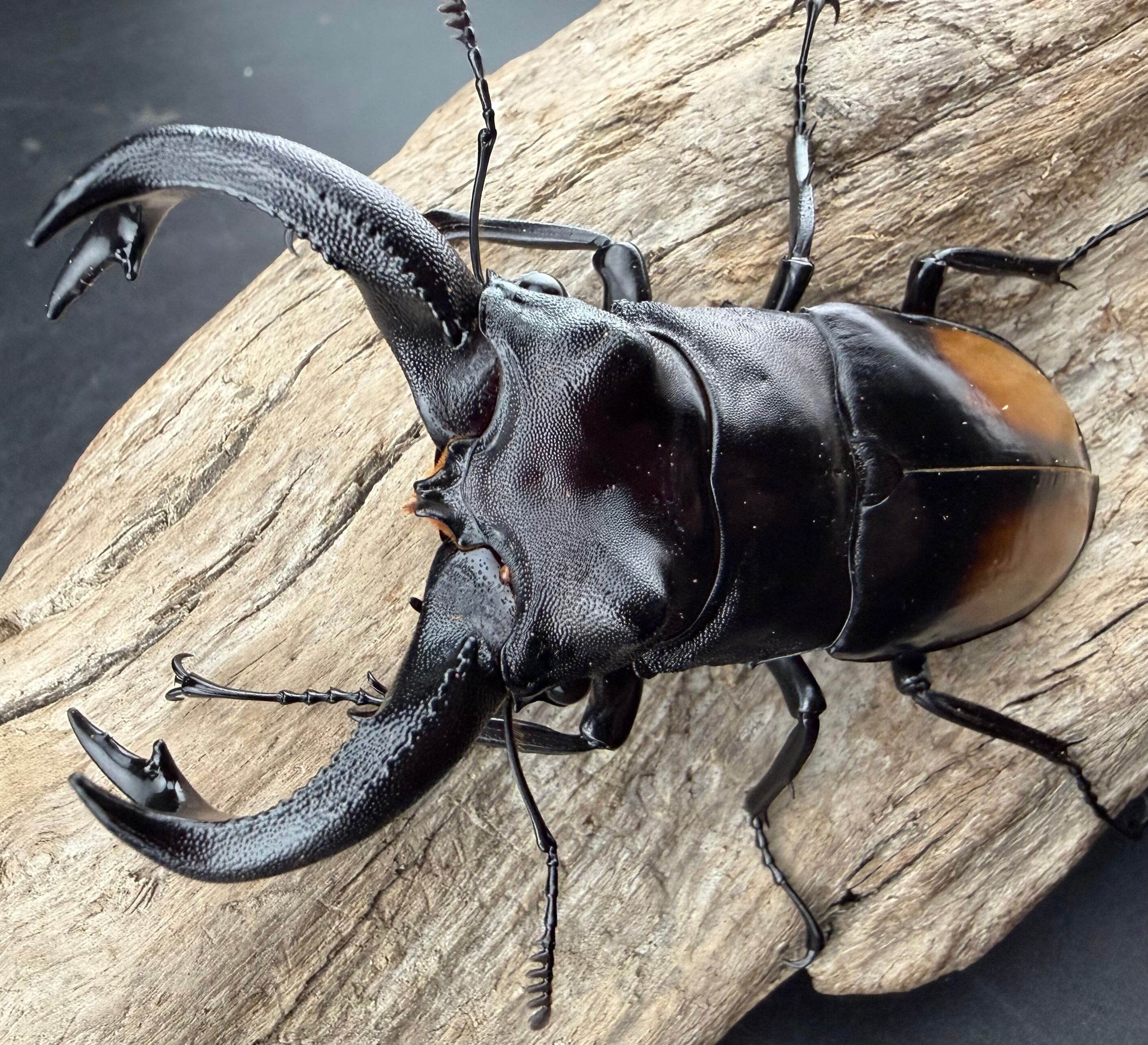 WD】《リノケロスフタマタクワガタ 86mm ペア》 | KPW公式オンライン