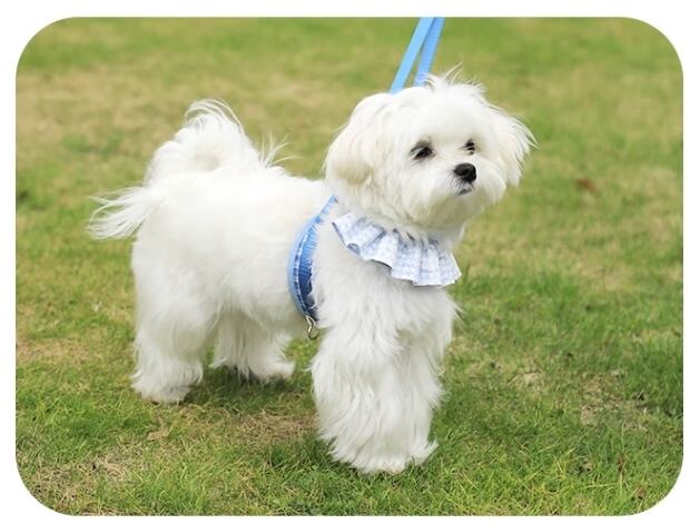 ドッグ 犬 リード リードセット ハーネス セミフレア フリル カラフル かわいい きれいめ シンプル 上品 おしゃれ レトロ ラフ ボーイッシュ ルーズ クール モダン ラブリー キュート プリンセス フェアリー シンプル フレンチ チェック 格子柄 オールシーズン ロングシーズン シーズンレス 男の子 女の子 成犬 お出かけ アウトドア キャンプ 旅行 公園 休日 ガーデン 散歩 ウォーキング お揃い 楽ちん S M ブルー レッド グリーン