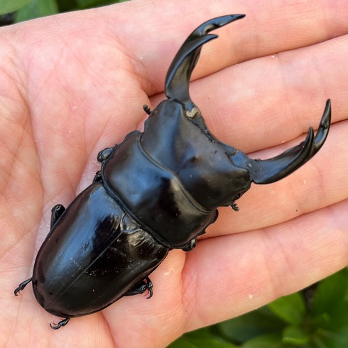 【希少産地・美形・新成虫】長崎県対馬市産オオクワガタペア（♂75mm） #674211