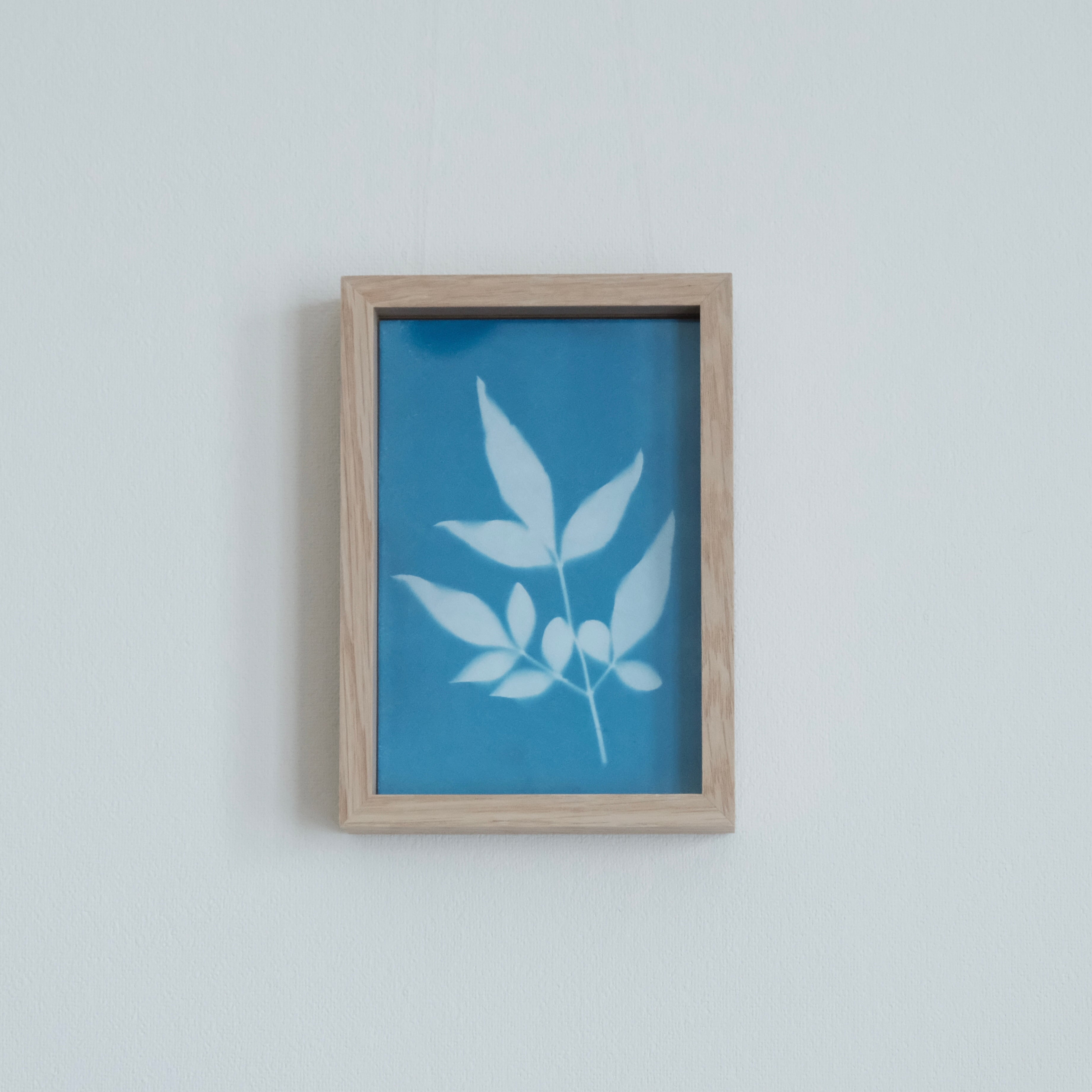 植物の青写真　cyanotype #1