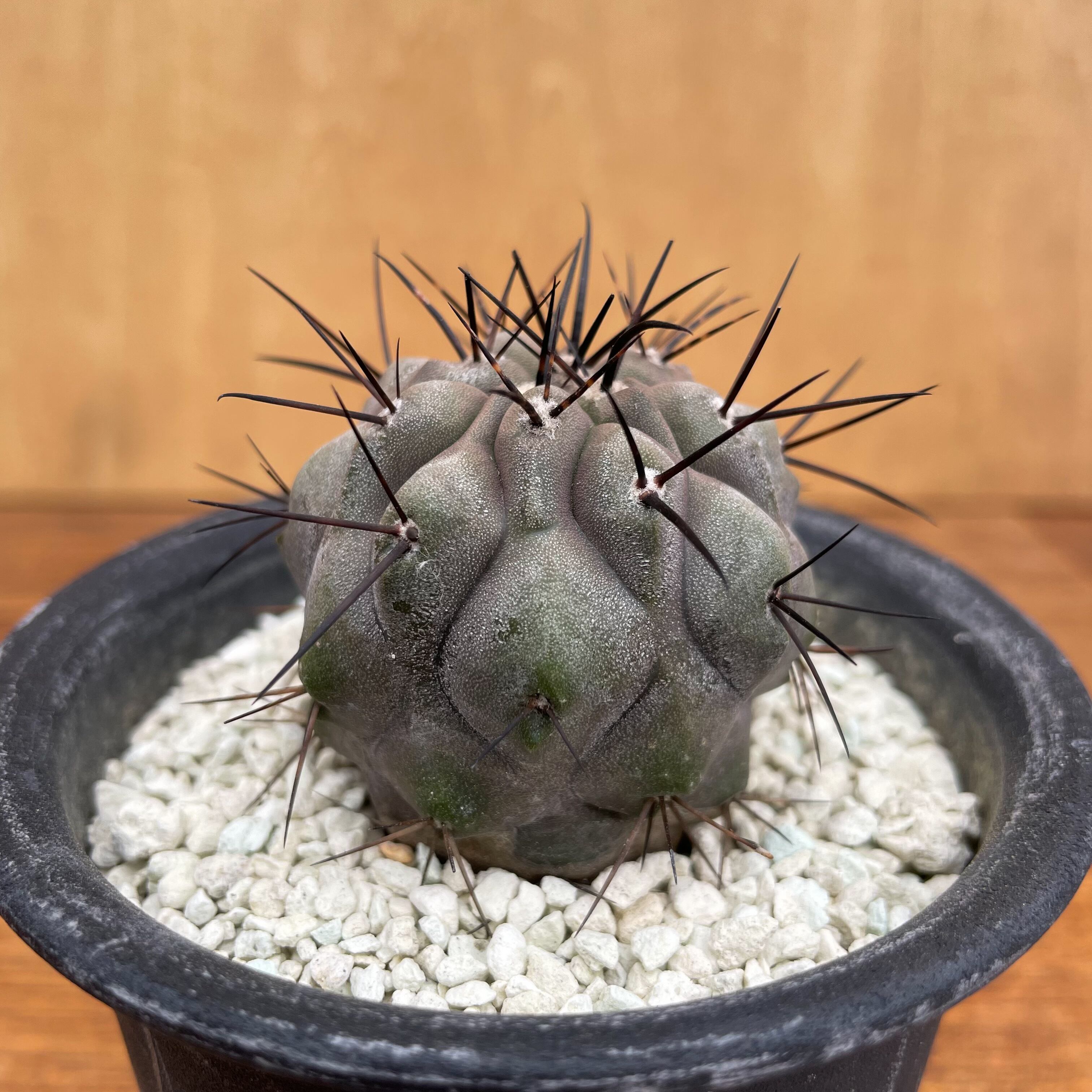 ご予約品 | RIMO'S GREEN 【Saboten & Succulent】 ご予約品 | RIMO'S GREEN 【Saboten & Succulent】