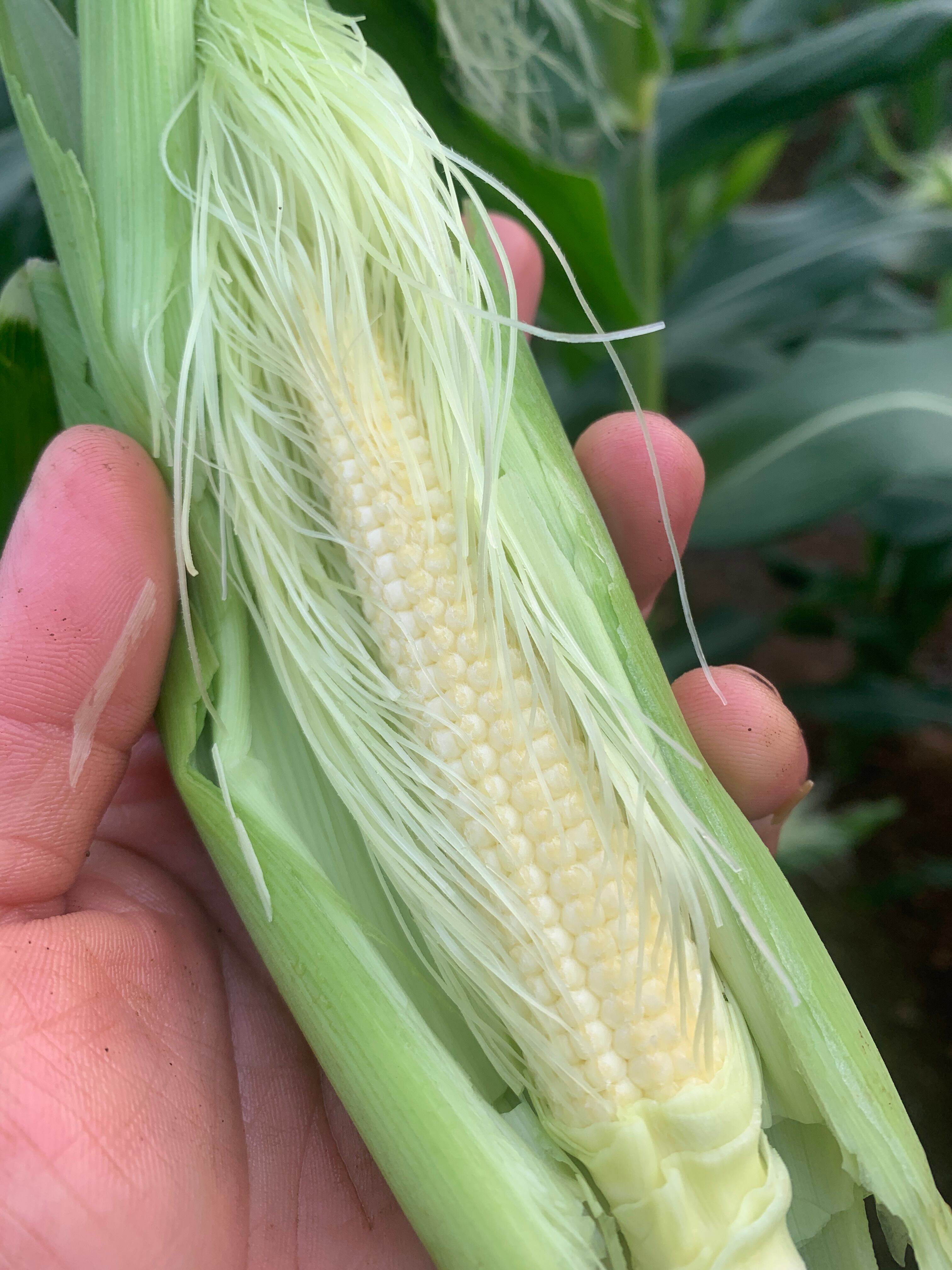 まちゃこさまヤングコーン（追加分） まちゃこさまヤングコーン（追加分） ヤングコーン | マックス