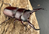 《ミシマコクワガタ 硫黄島産 41mm ♂♀♀トリオ》