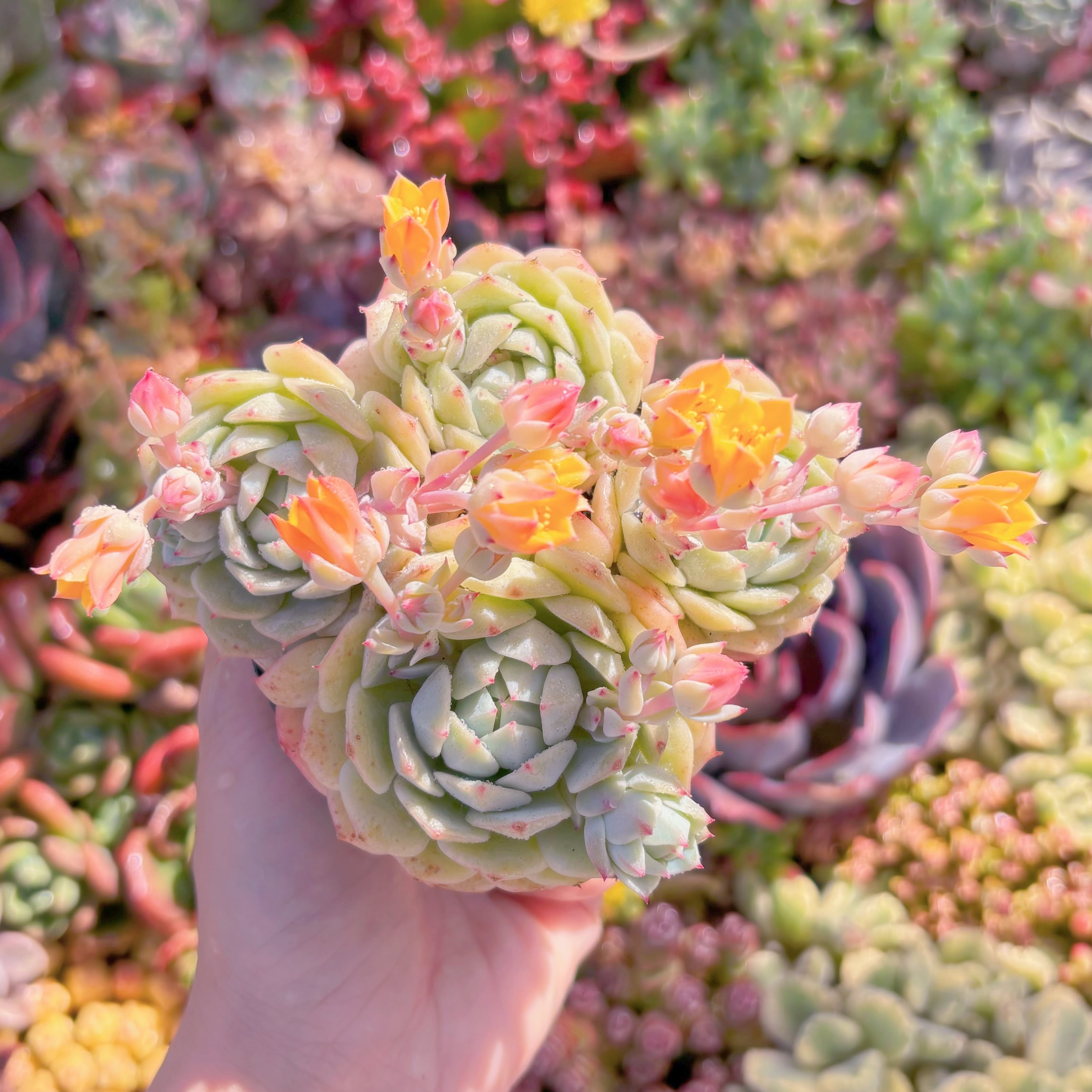 現品　静夜#F074　群生　新入荷　るる農園