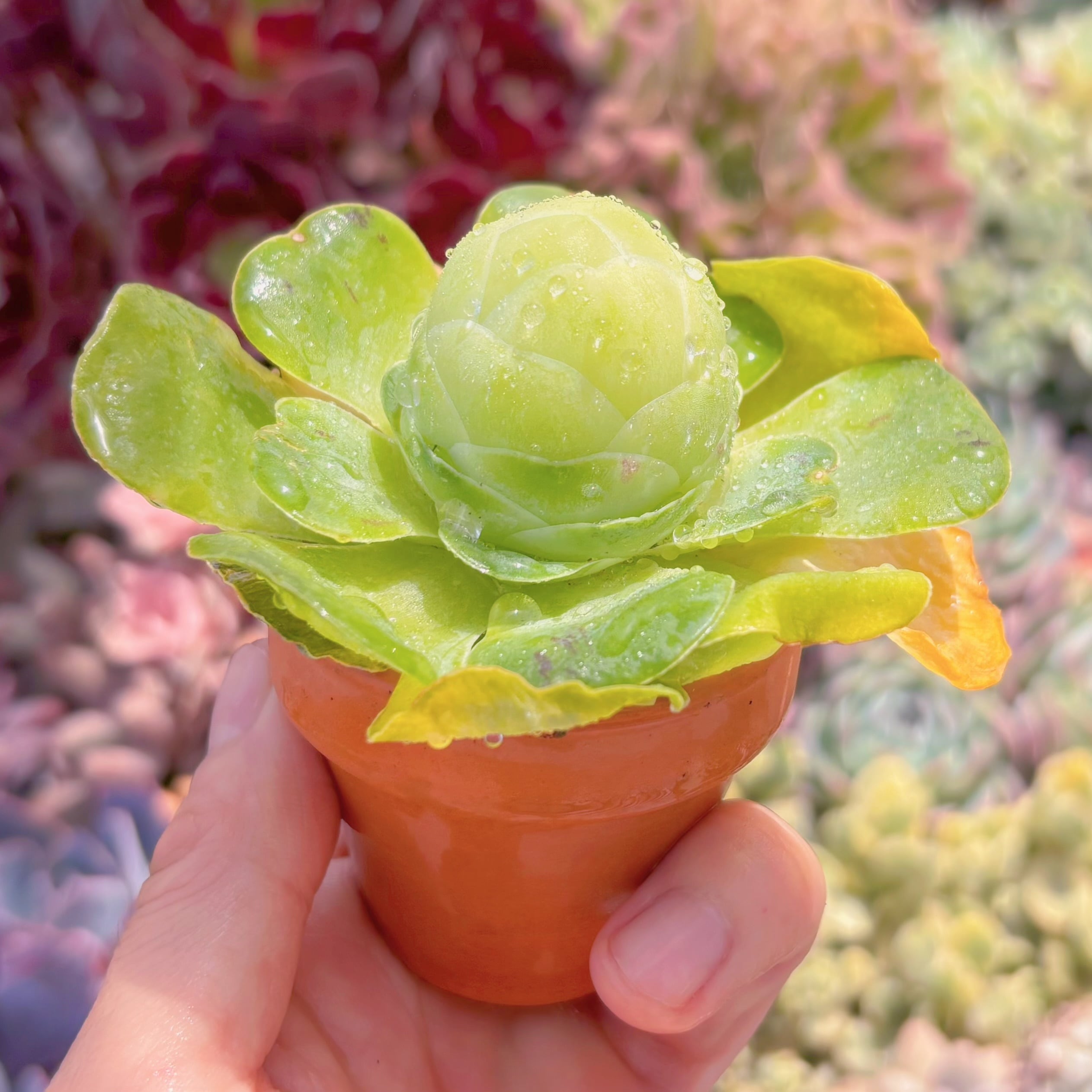 多肉植物 グリーノビア タマゴ 新入荷 るる農園 | るる農園~多肉植物専門