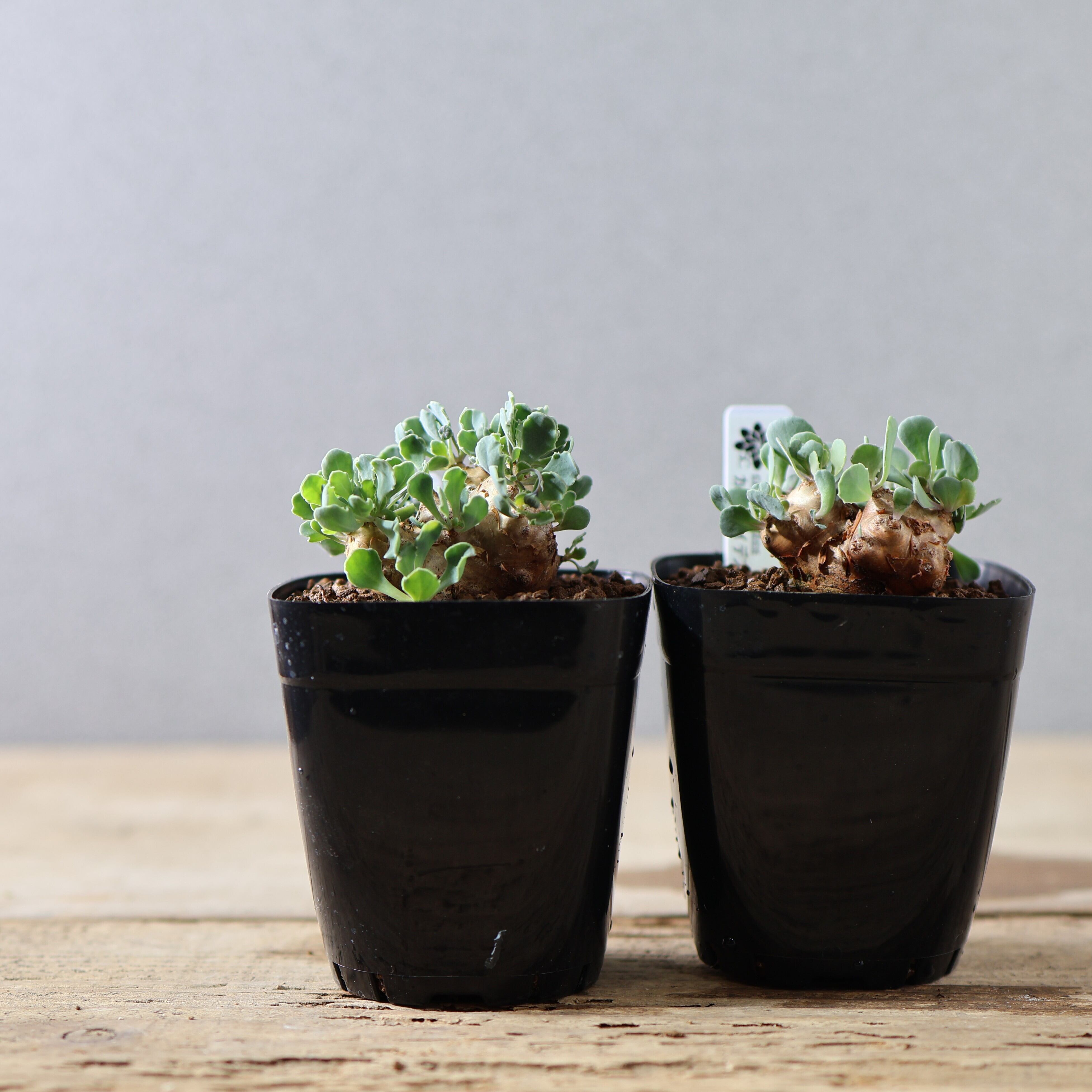 504『オトンナ カカリオイデス』 観葉植物【送料無料】 | MARX PLANTS