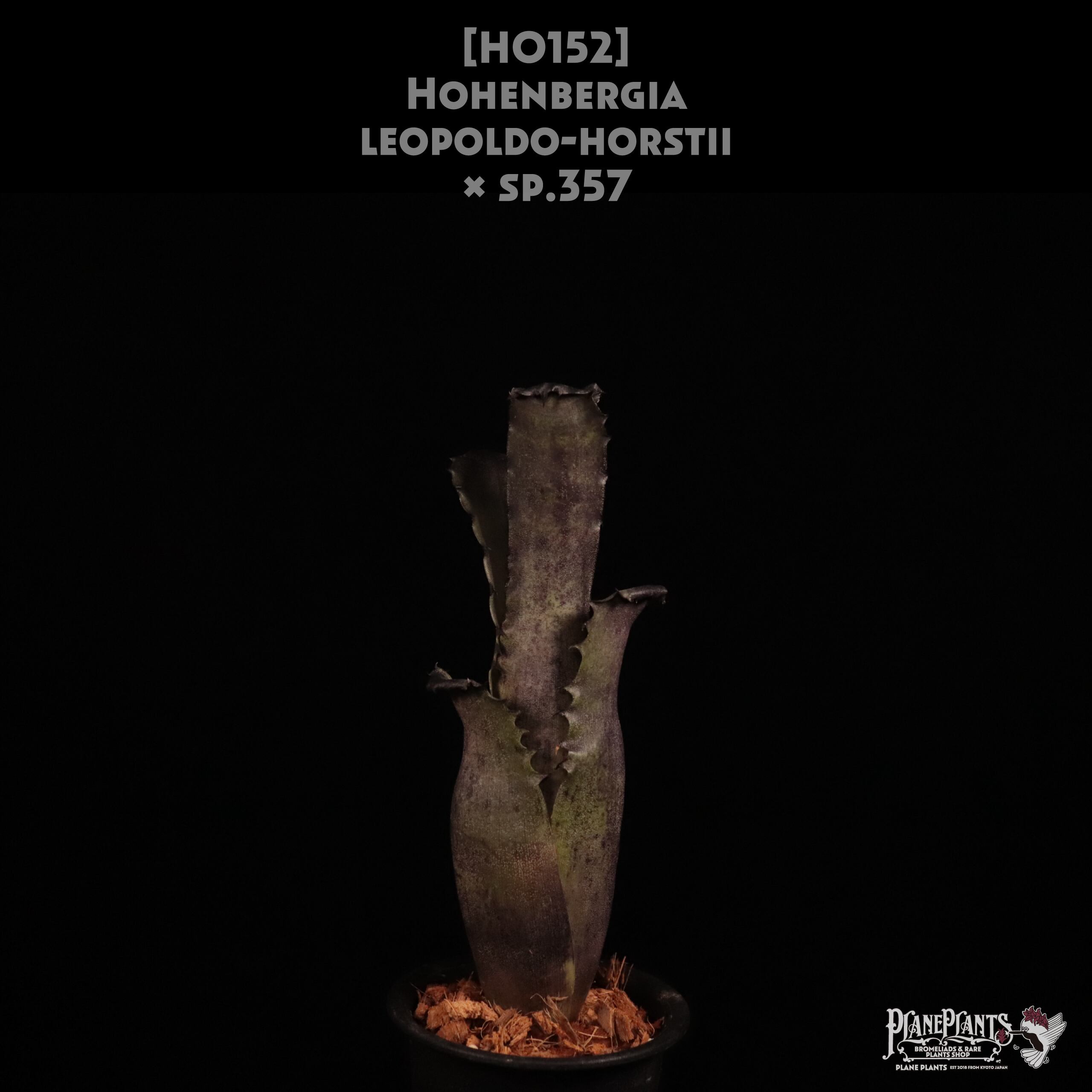 【送料無料】Hohenbergia leopoldo-horstii x sp.357〔ホヘンベルギア〕現品発送H0152