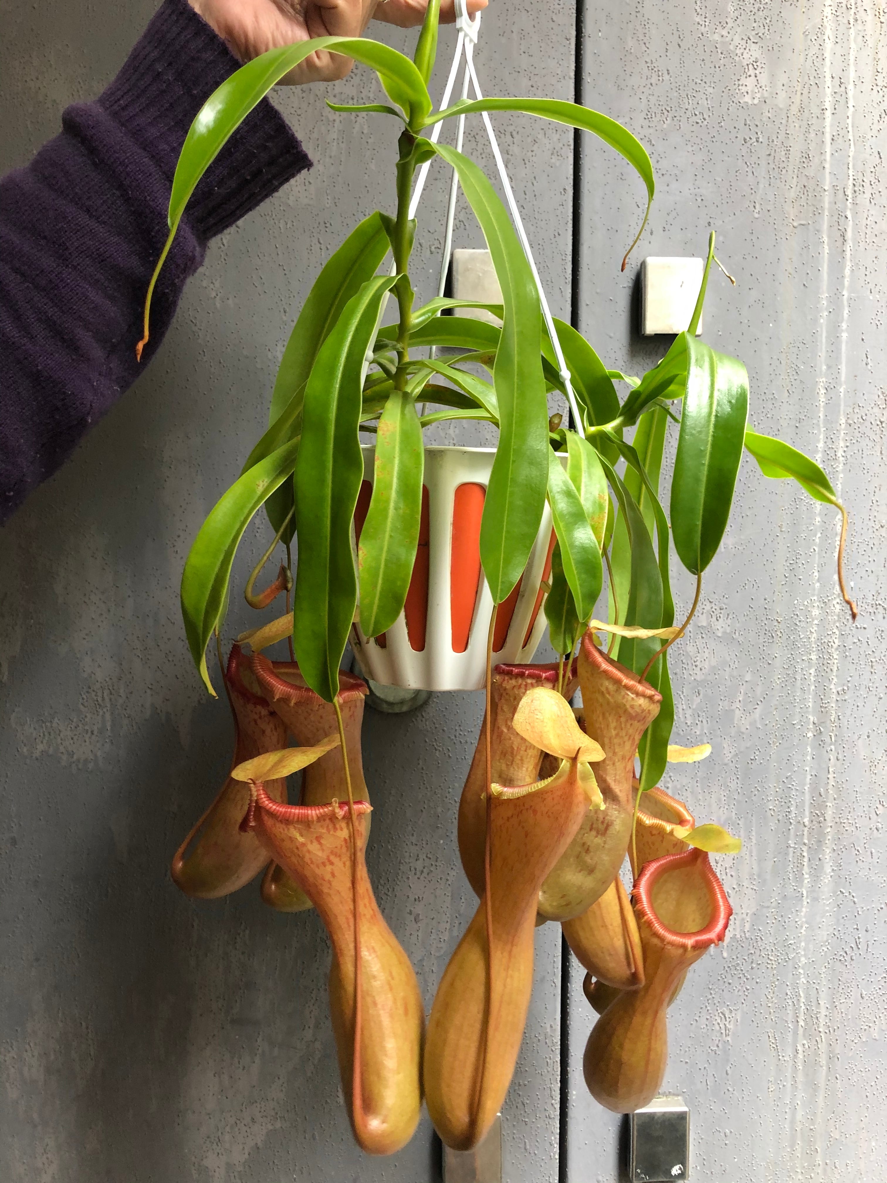 ネペンテス ハマタ Nepenthes hamata [ ネペンテス・ハマタ ] 【 PN191128-01 】