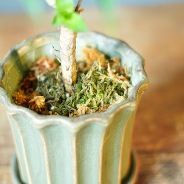 フリーセア オスピナエ 器セットA