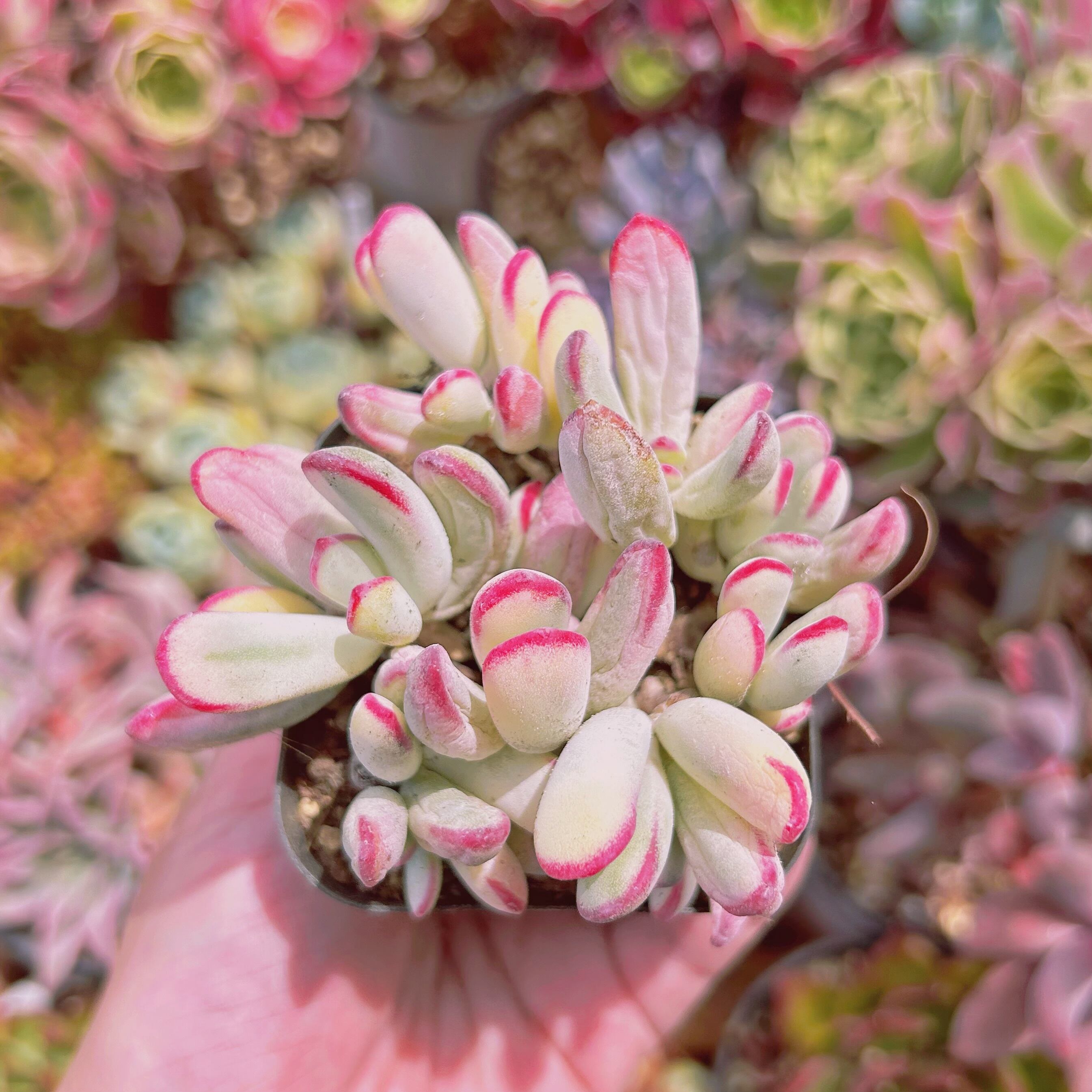 #787現物　多肉植物　福娘錦　抜き苗