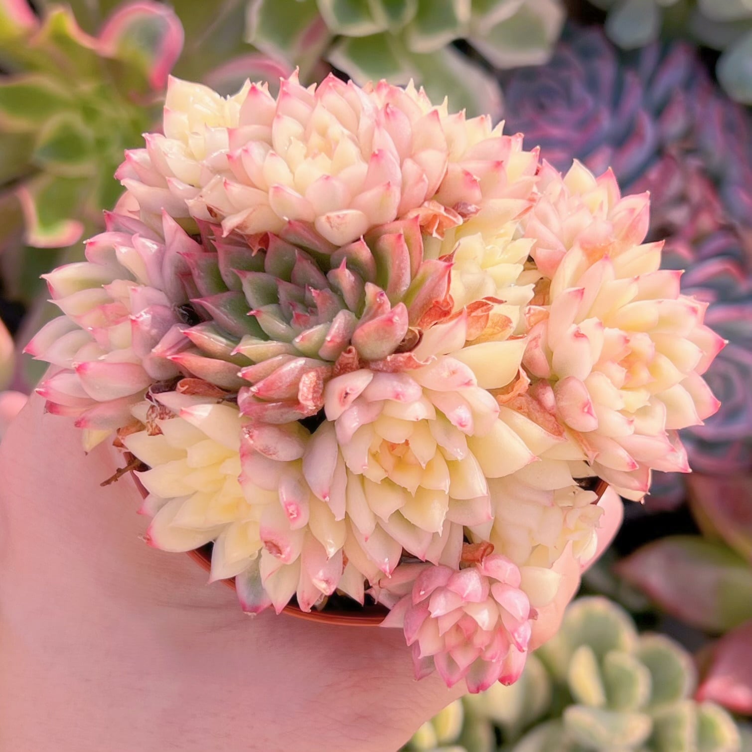 現品　女雛錦錦#828    群生   るる農園