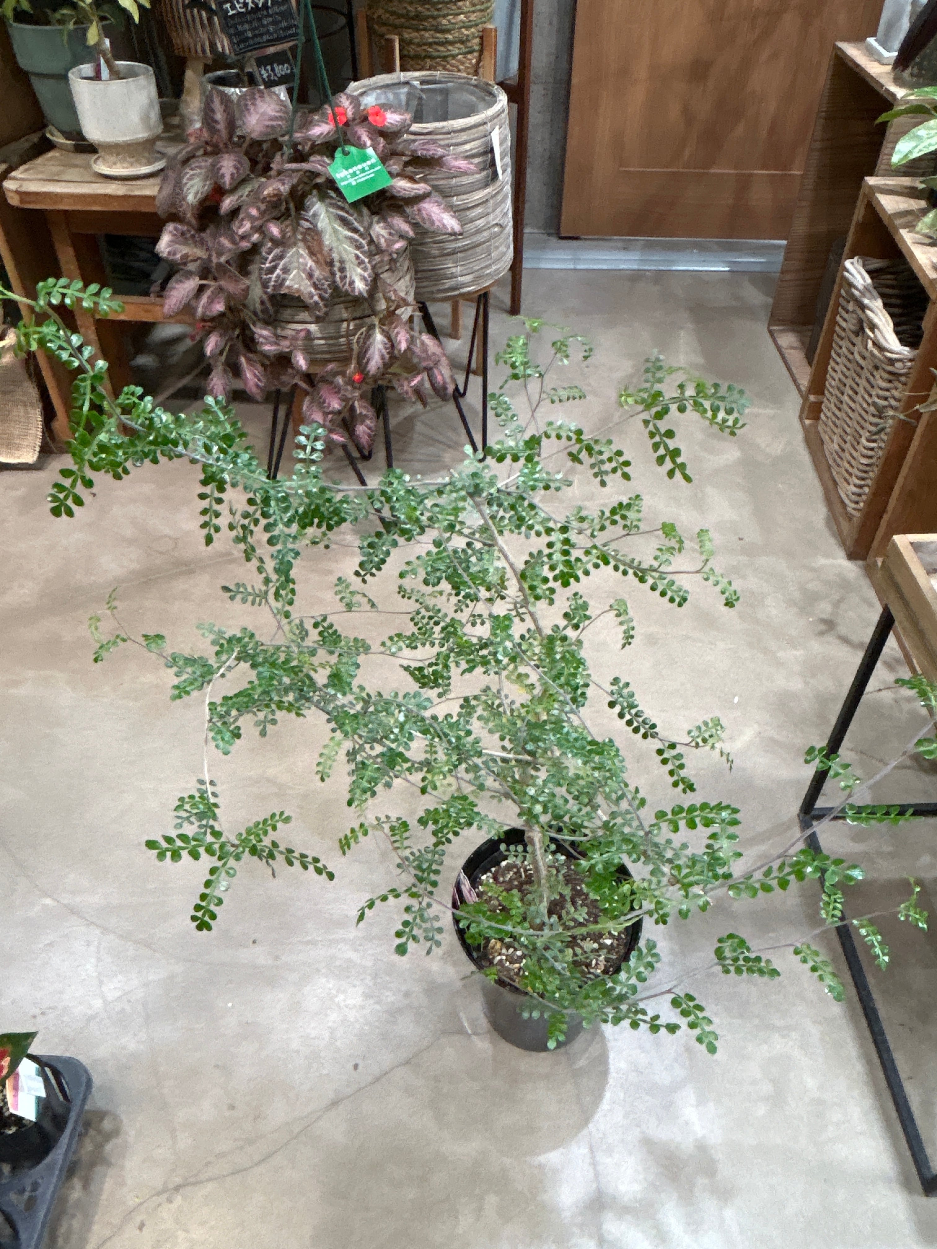 MIDORIYA 観葉植物専門店