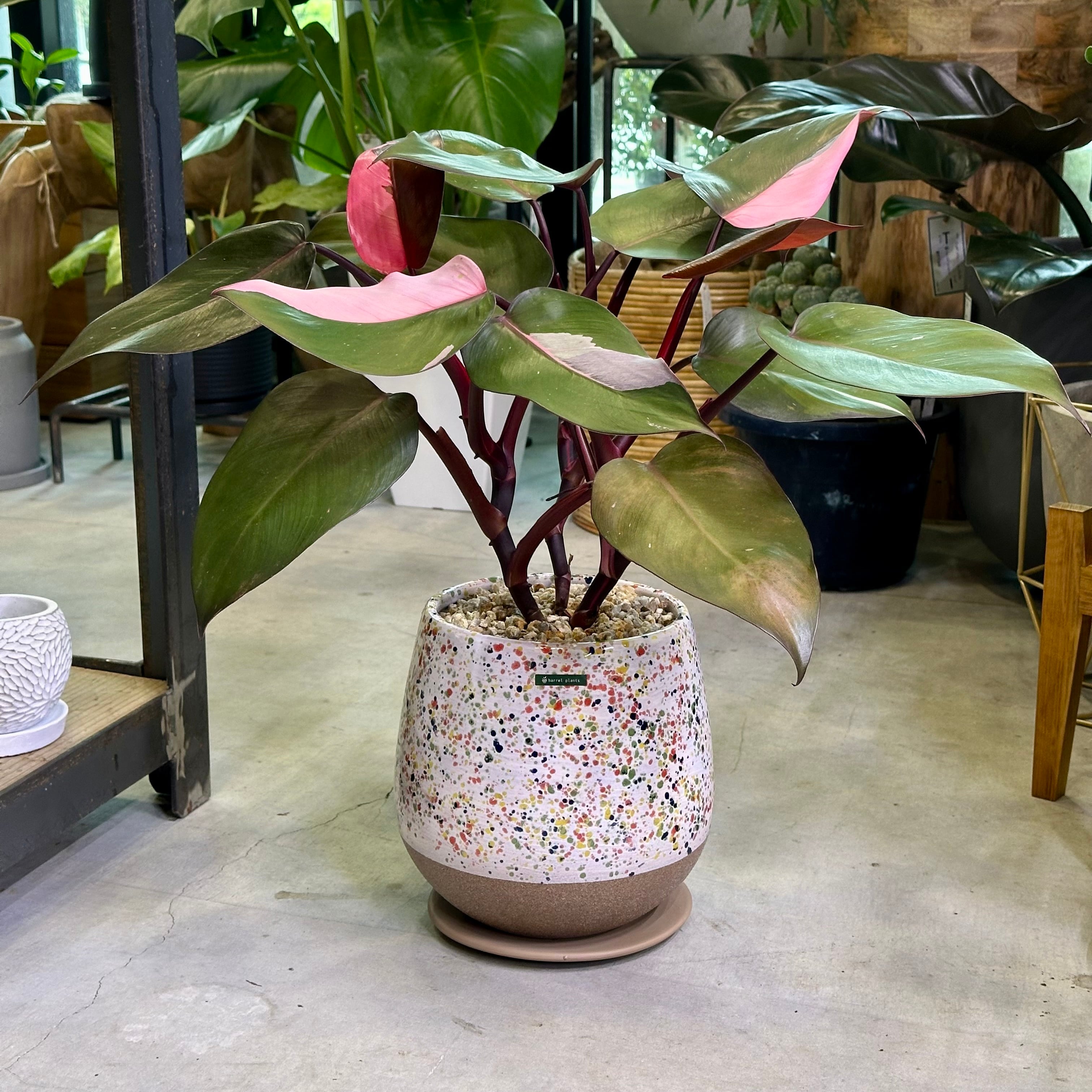 フィロデンドロン・ピンクプリンセス | barrelplants_BONSAI