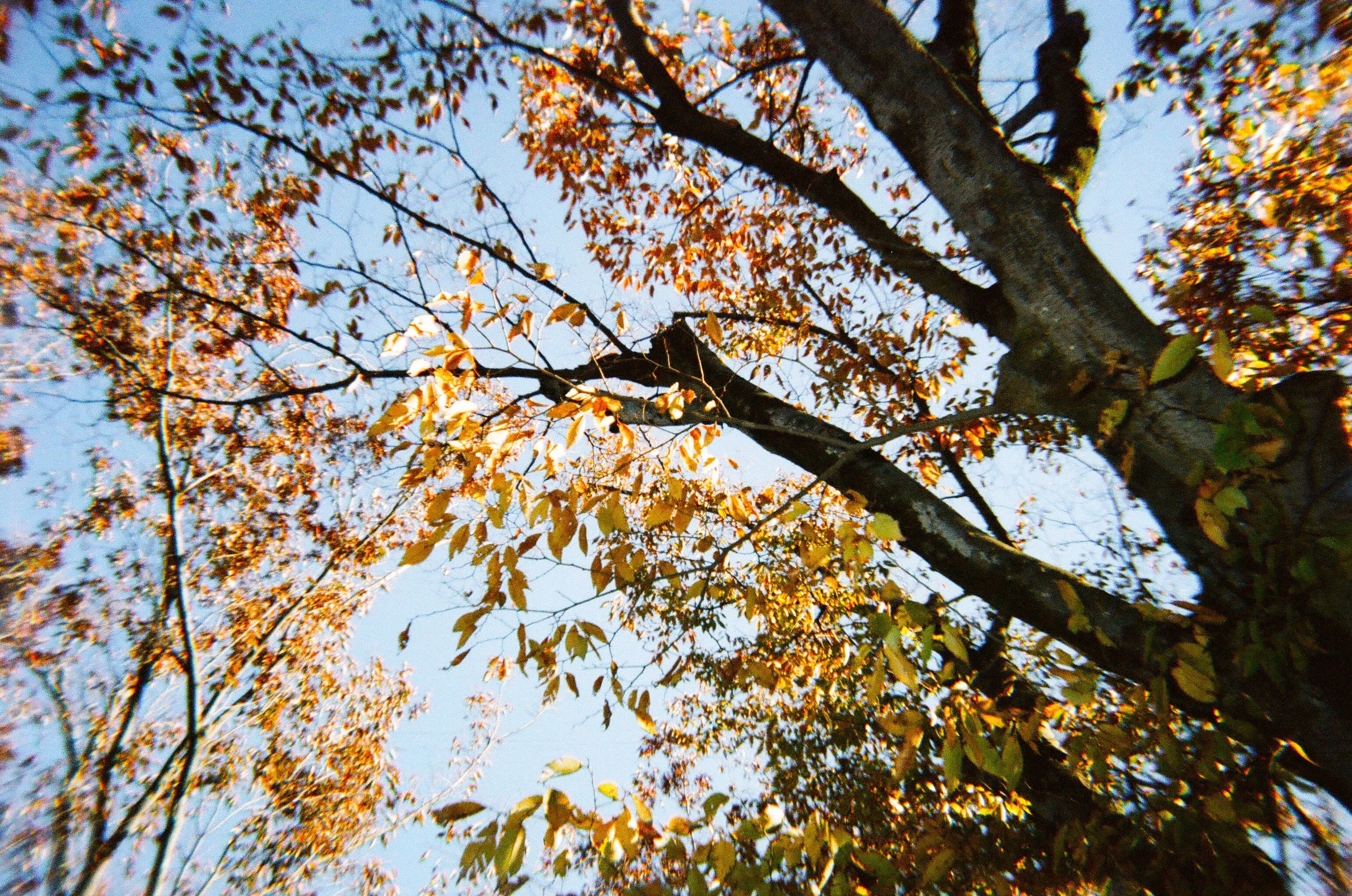 作例あり】FILM NEVER DIE ZATSU 400 35mmカラーネガフィルム 36枚撮り