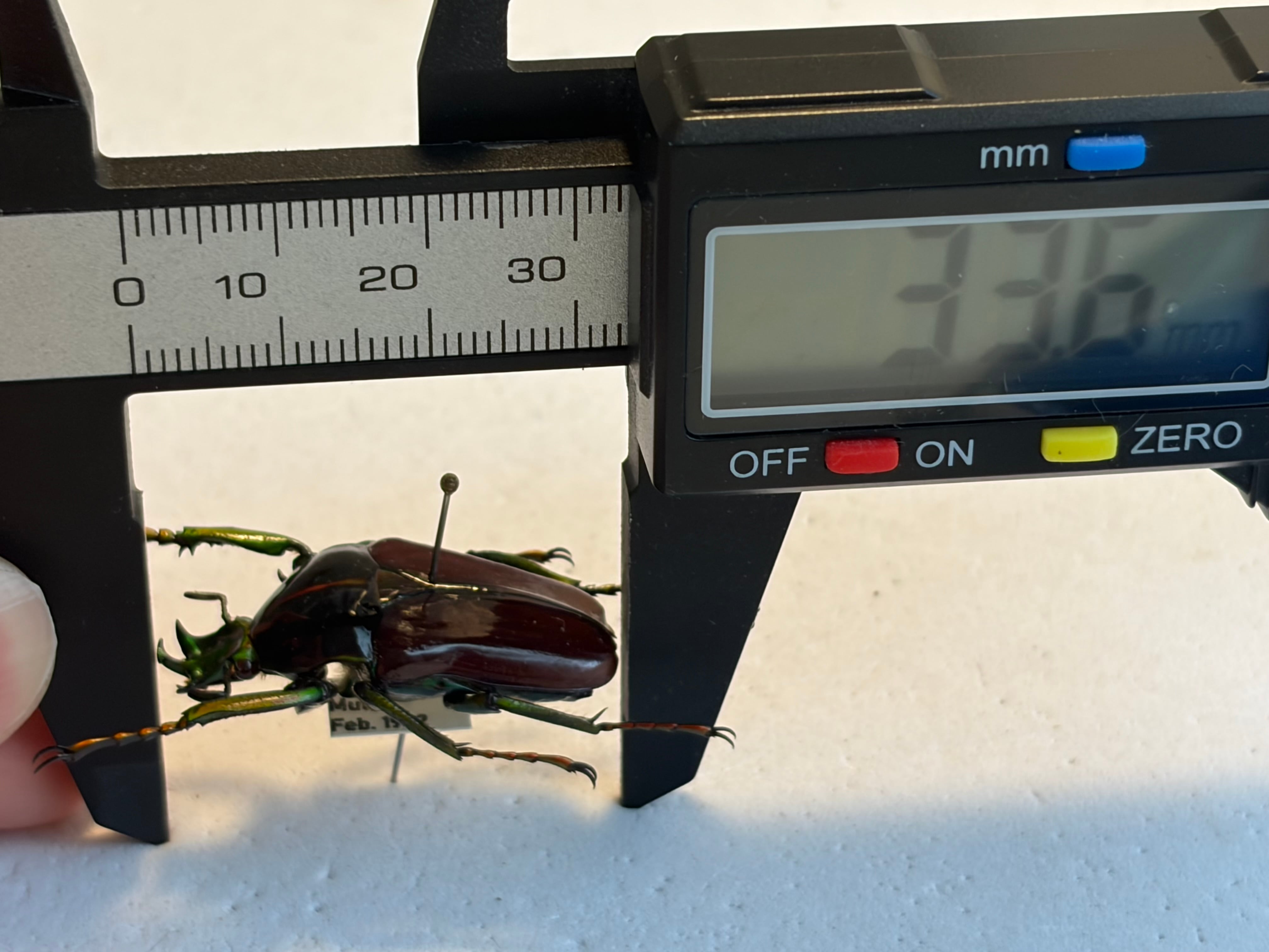 33mm】漆を塗ったようなミツノカナブン 標本カメノコブイブイプラチナ