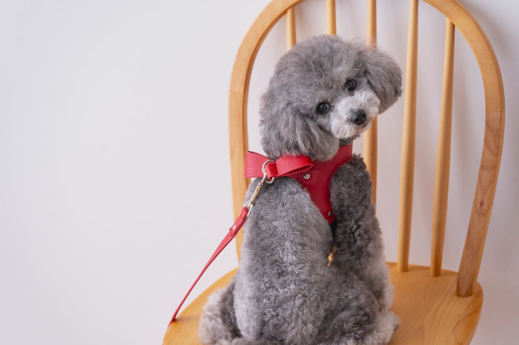 milla noue ペットハーネス　ペットリード Amazon | 【正規品】Milla Noue ミラヌー レザー 本革 牛革 S M