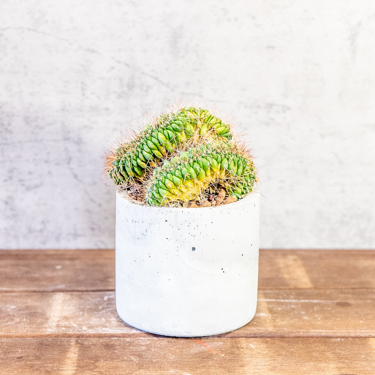 【緻密な白棘と鮮やかな黄色】マミラリア・白竜丸（綴化）。一株ごとの厳選仕入れにこだわり、個性あふれる一鉢をお届け。｜虫発生抑制｜送料全国一律850円