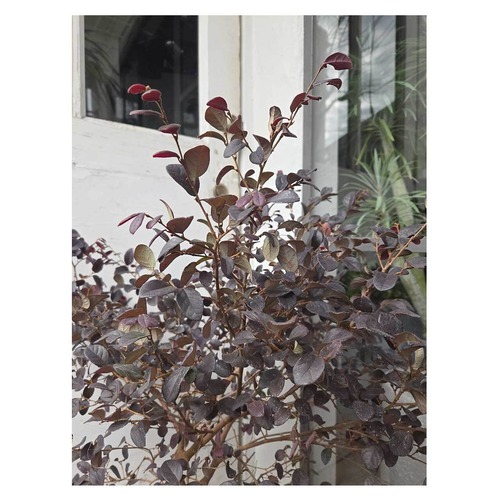 Loropetalum chinense 'kurobijin'