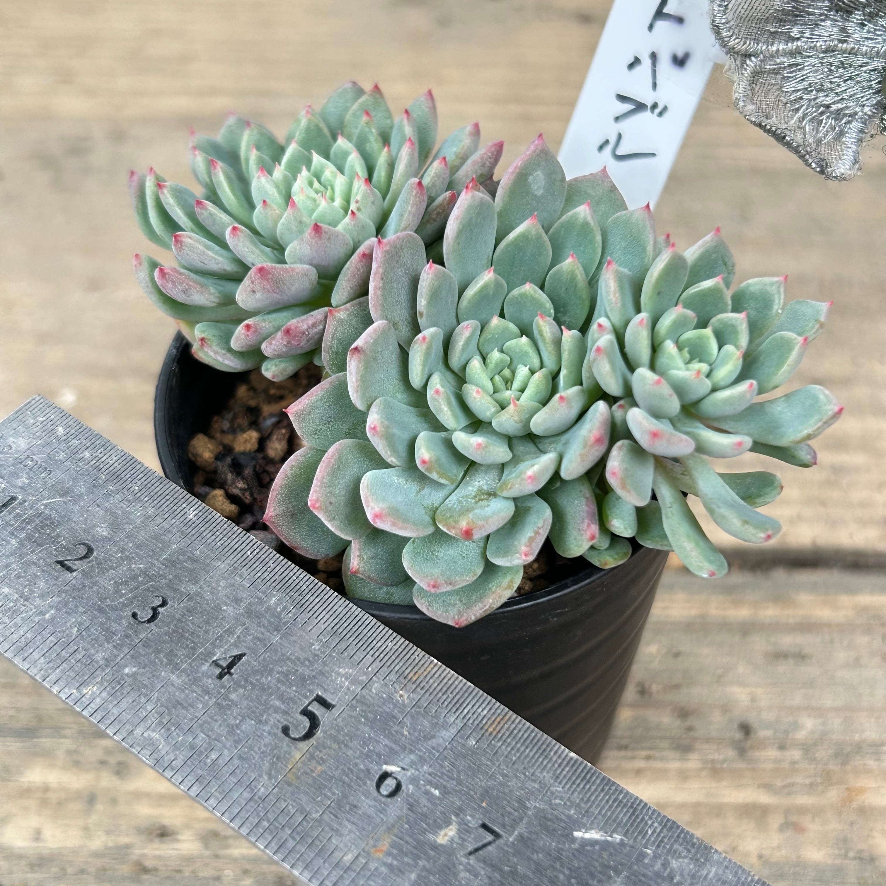 キュートバブル | RuPo 多肉植物専門店