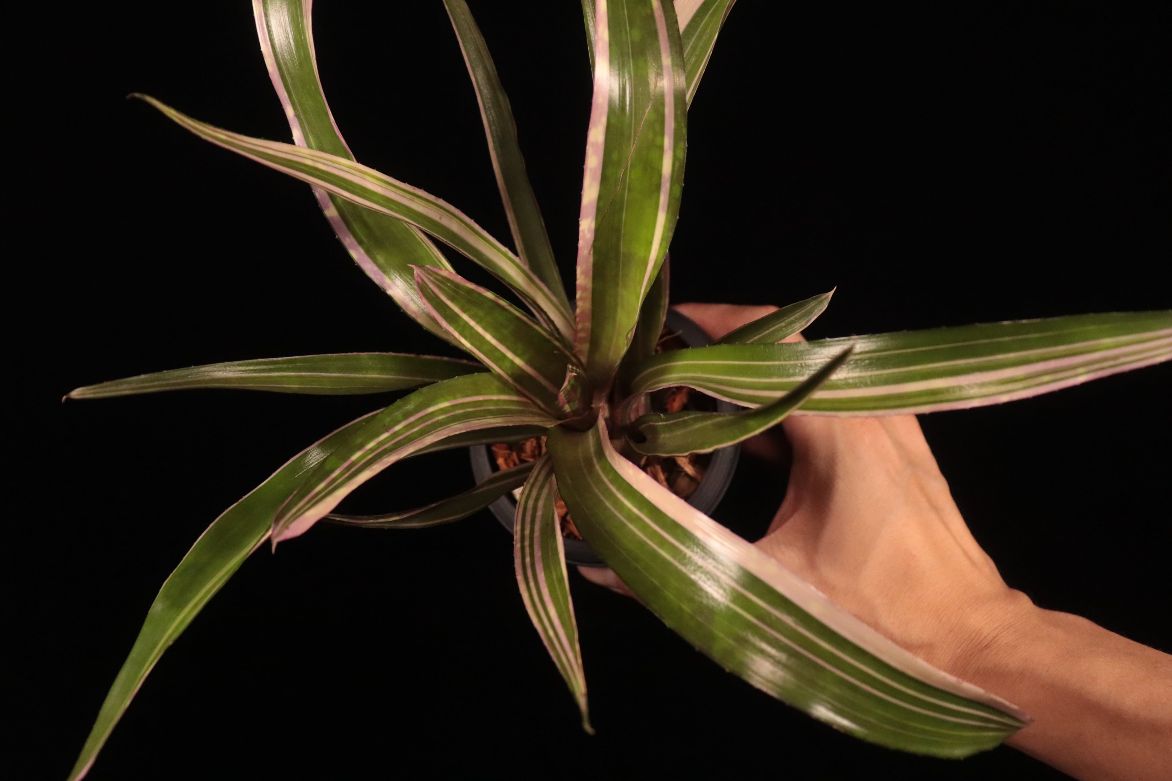 送料無料】Neoregelia 'Always Karen'〔ネオレゲリア〕現品発送N0638