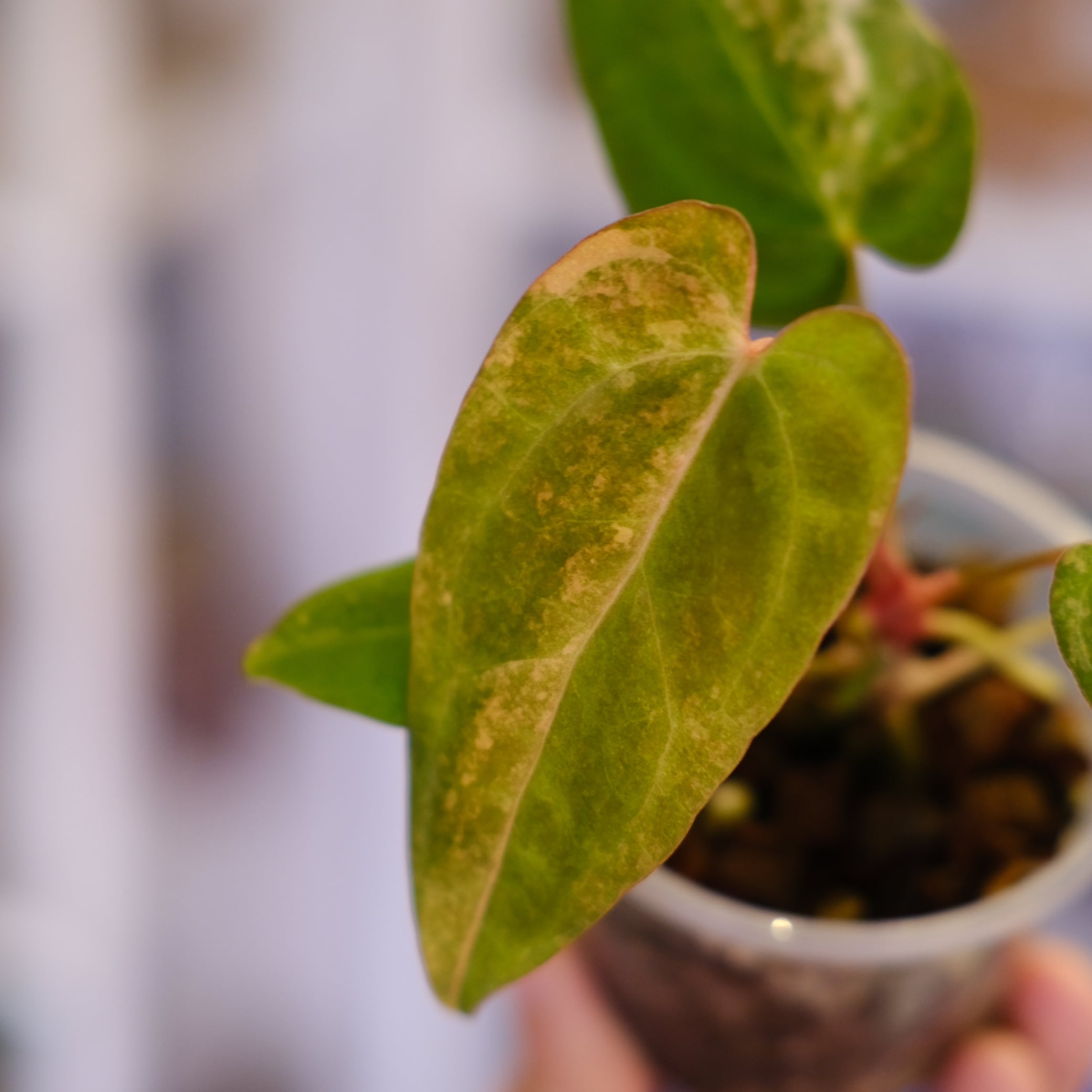 注目の希少植物｜tokyoplants recom | tokyoplants (トーキョー