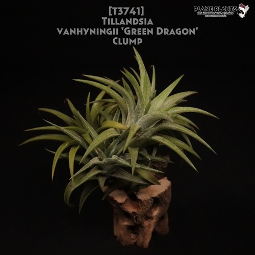 【送料無料】vanhyningii 'Green Dragon' Clump〔エアプランツ〕現品発送T3741