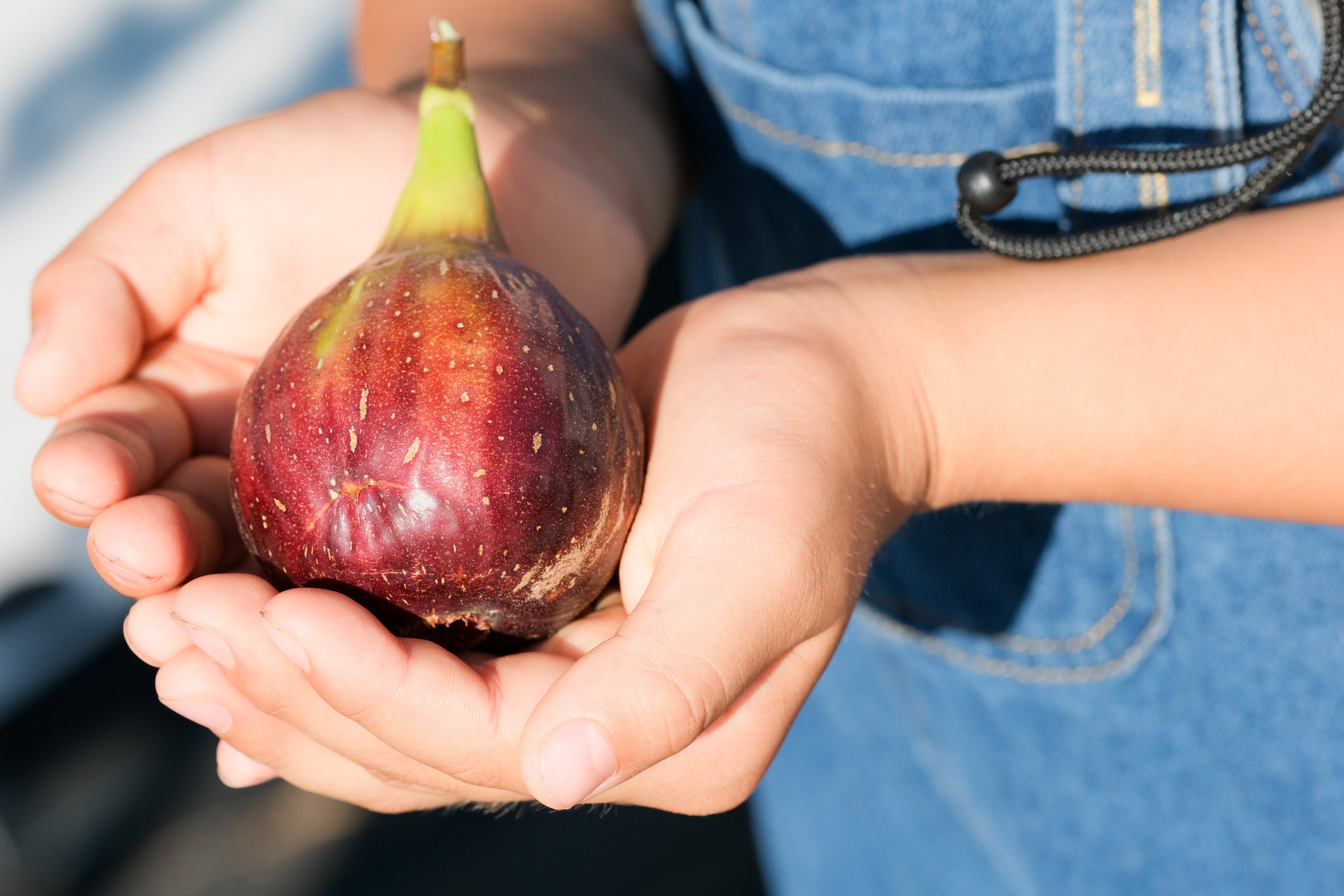 【農薬・除草剤不使用】山あいの朝採れ◎完熟いちじく（9〜16玉）