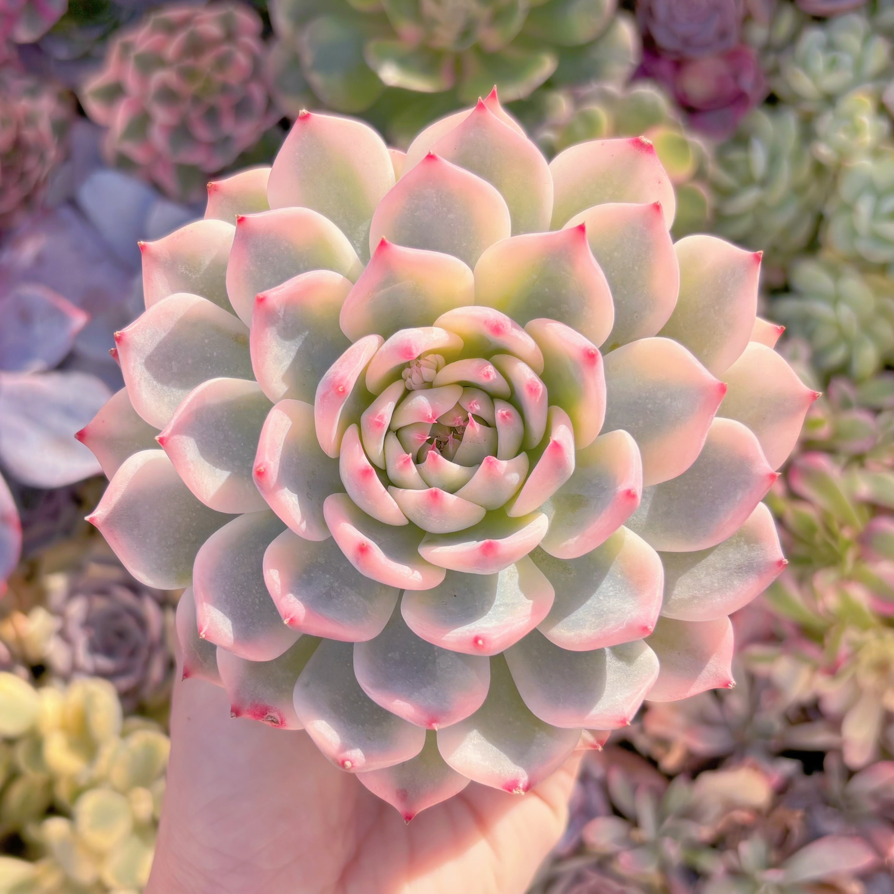 現品　チワワ錦#919　極上株　新入荷　るる農園