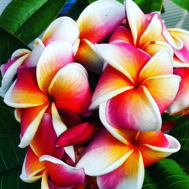 カップスリーブ プルメリア インスタ映えするプルメリアデザイン Plumeriadesign Plumeria Designインスタ映えプルメリア