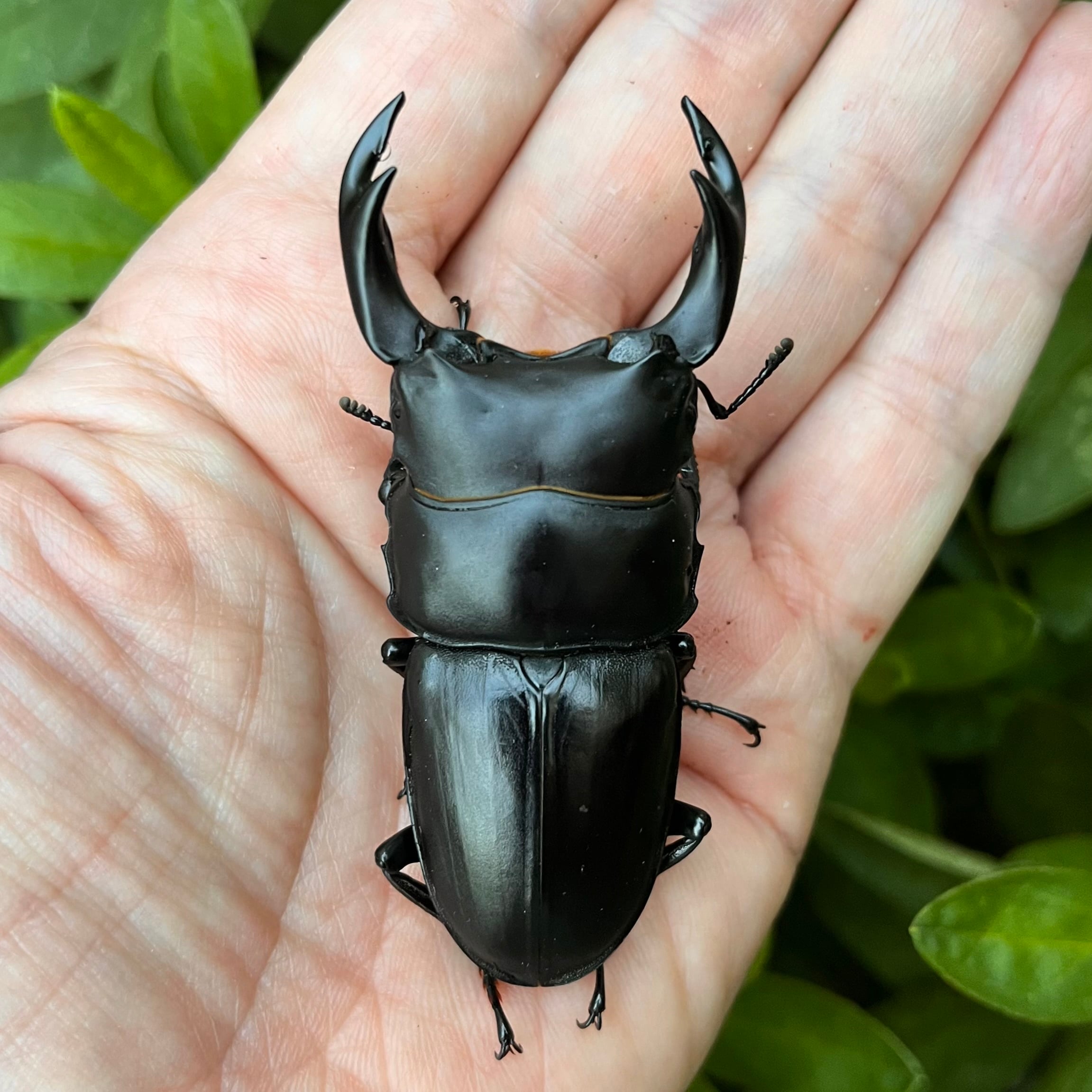 山梨県天然オオクワガタ♂幼虫♀成虫ペア 自己採集【天然 山梨県産オオクワガタ ♀×幼虫ペア】wild wd 【公式通販】
