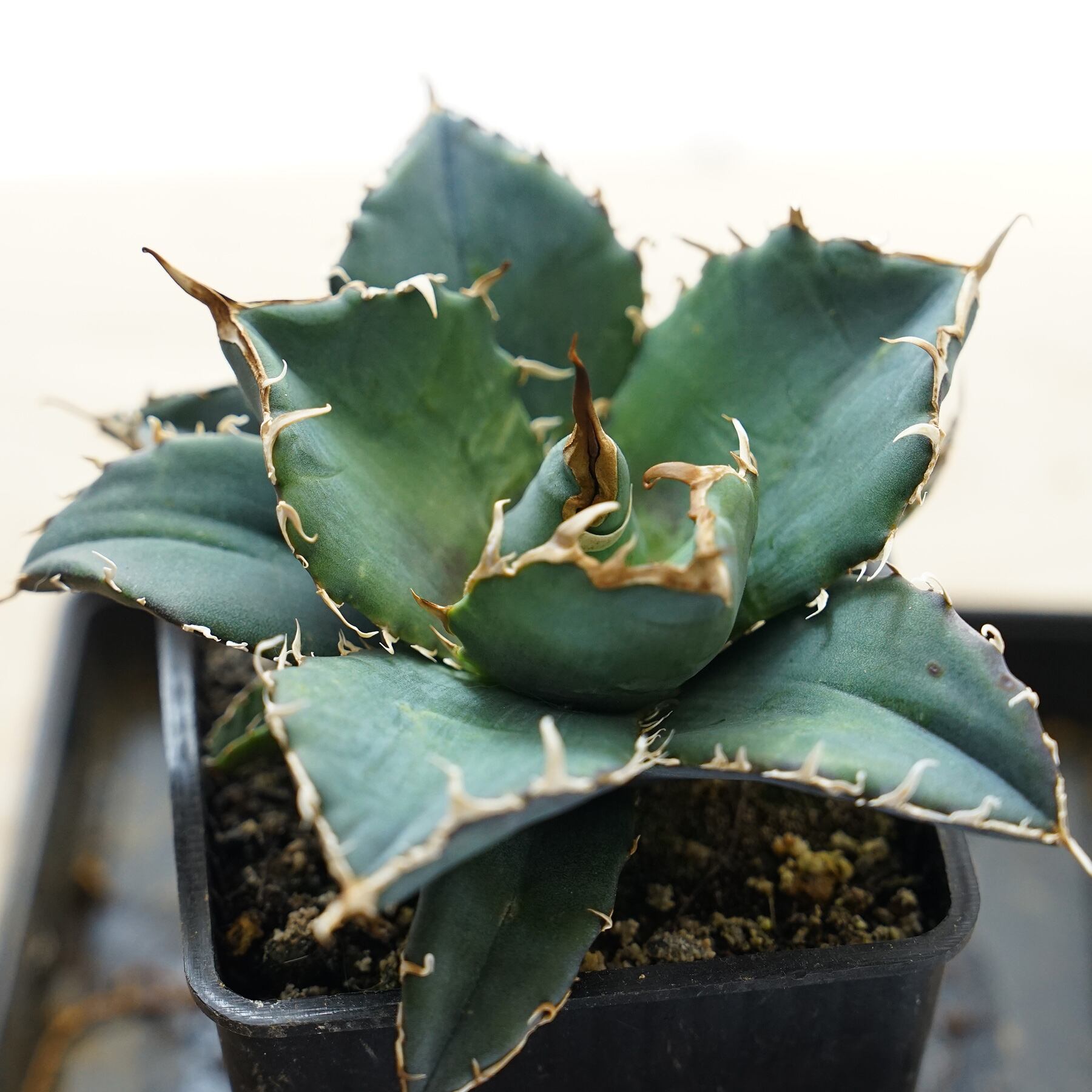 2/27中最終SALE】 Agave titanota 白鯨