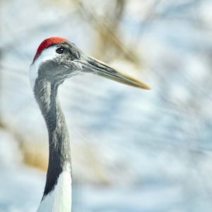 【Kさま専用】2026年ブレスレット・鶴