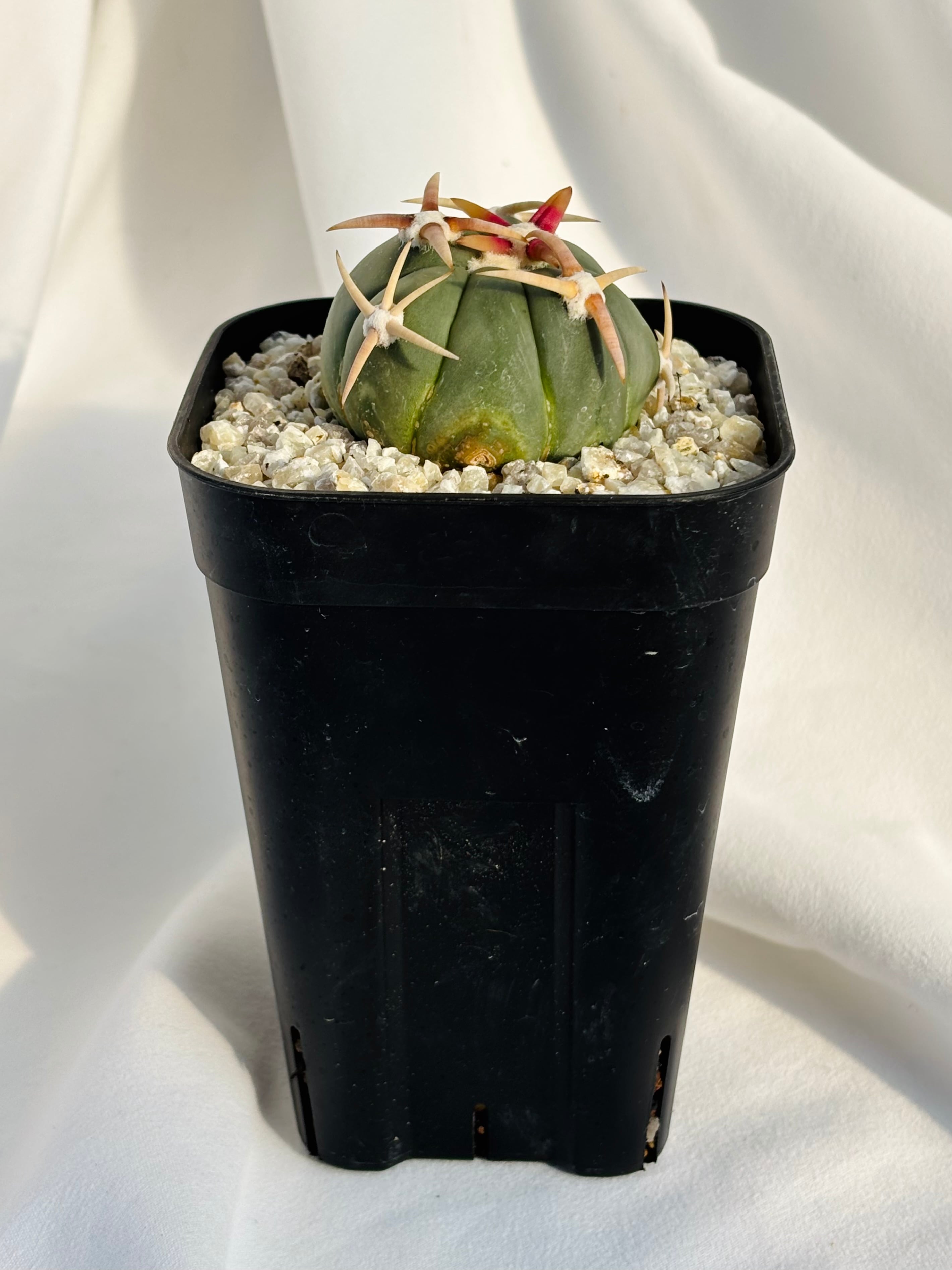 サボテン　エキノカクタス　翠平丸　降ろし自根 サボテン エキノカクタス 翠平丸 降ろし自根 サボテン エキノカクタス