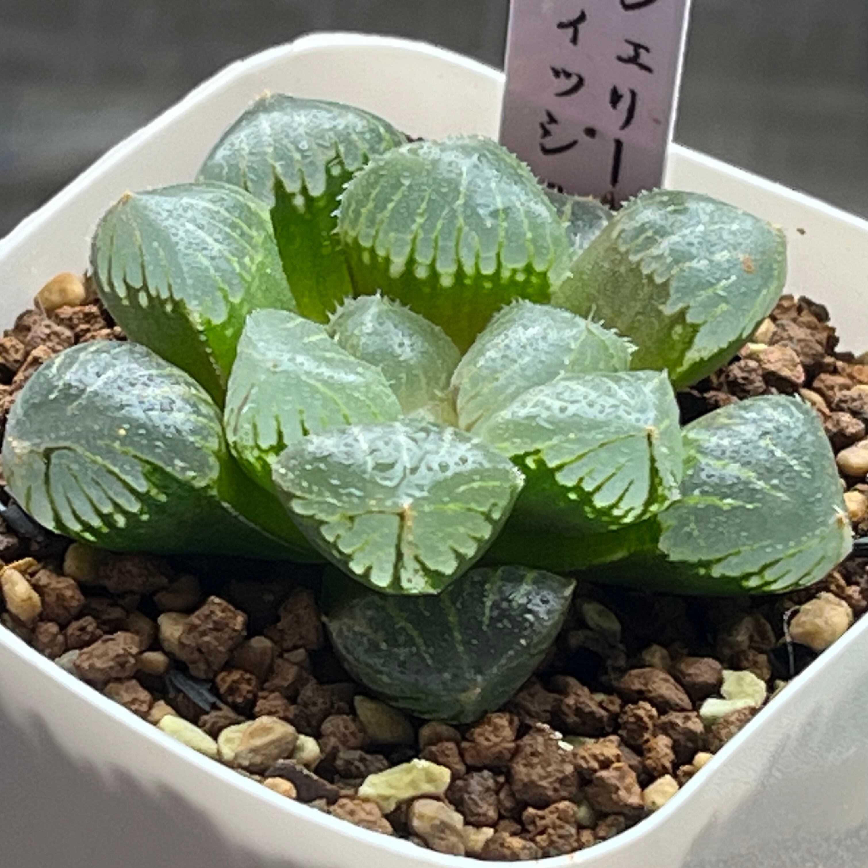 ハオルチア ピグマエアミュータント 特異株 | mocono_plants
