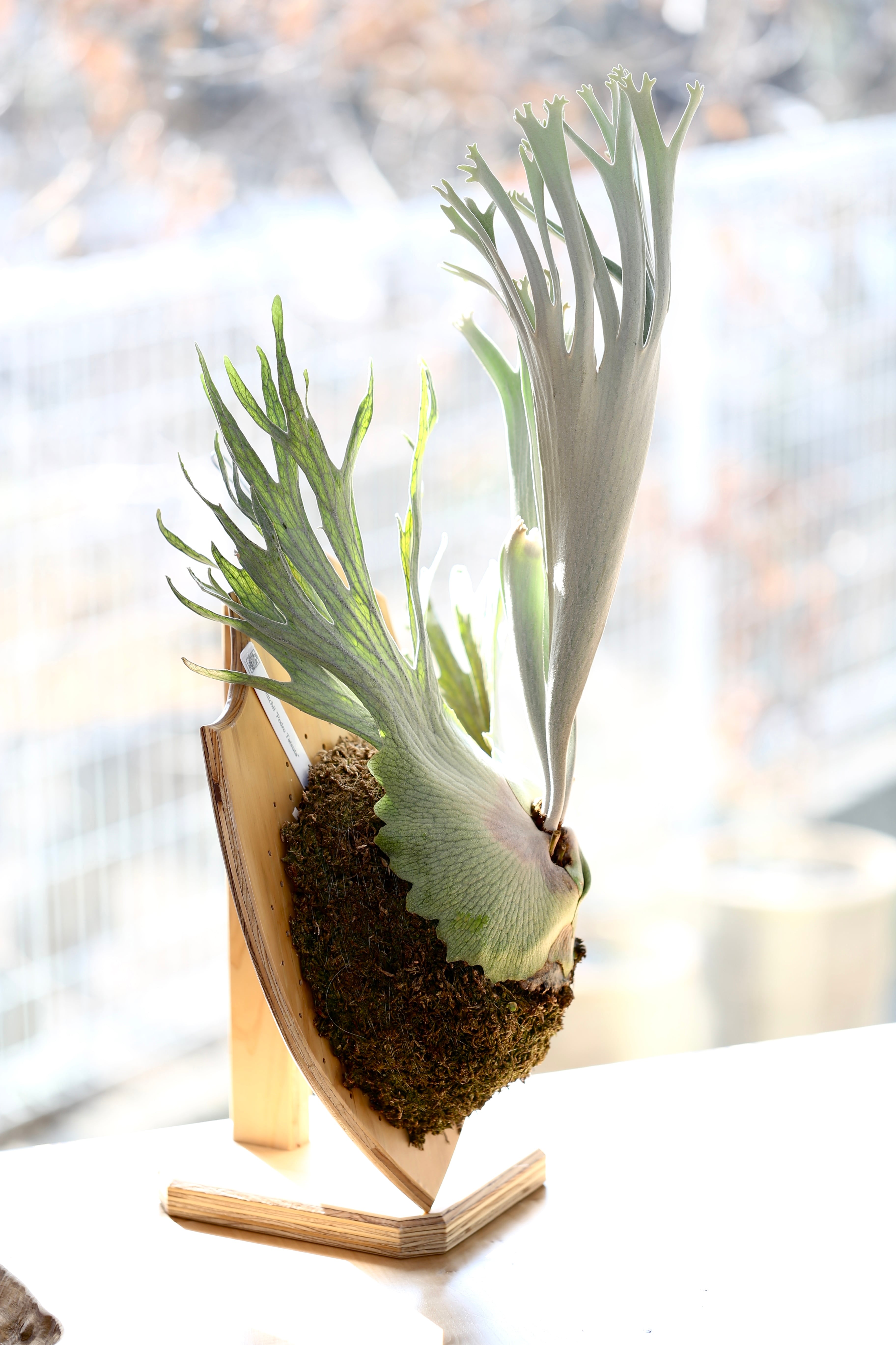 ビカクシダ P.Willinckii roll wild sp Ponorogo from East Java | Pay ID