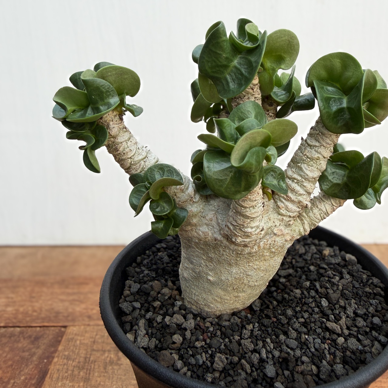 Adenium arabicum "Curly"【アデニウム・アラビカム・獅子葉】