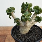 Adenium arabicum "Curly"【アデニウム・アラビカム・獅子葉】