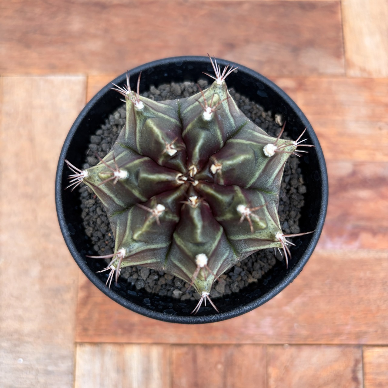 GymnocalyciumLB2178 hyb【ギムノカリキウム・LBハイブリッド】