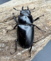 【WD】《 ギラファノコギリ亜種ボロブドゥール 90mm ペア》