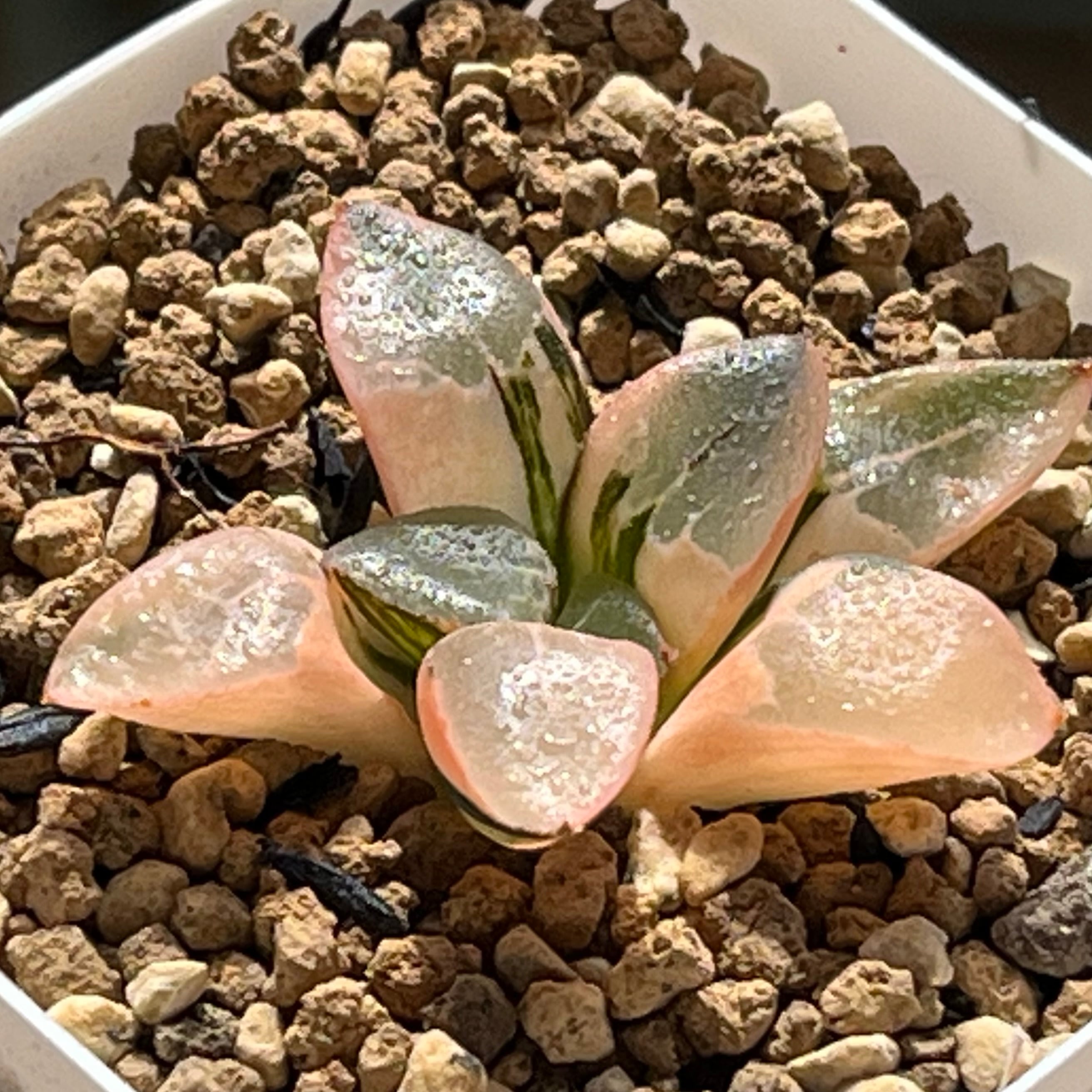 ハオルチア 火鳳凰錦 | mocono_plants