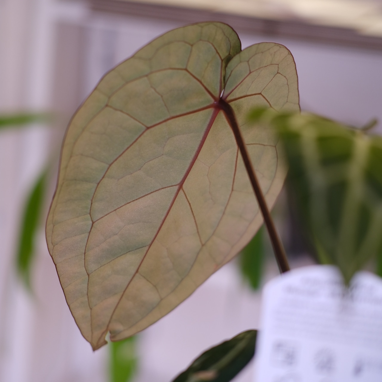 【正規タグ】Anthurium 'Michelle' by DOC BLOCK│アンスリウム・ミシェル│観葉植物