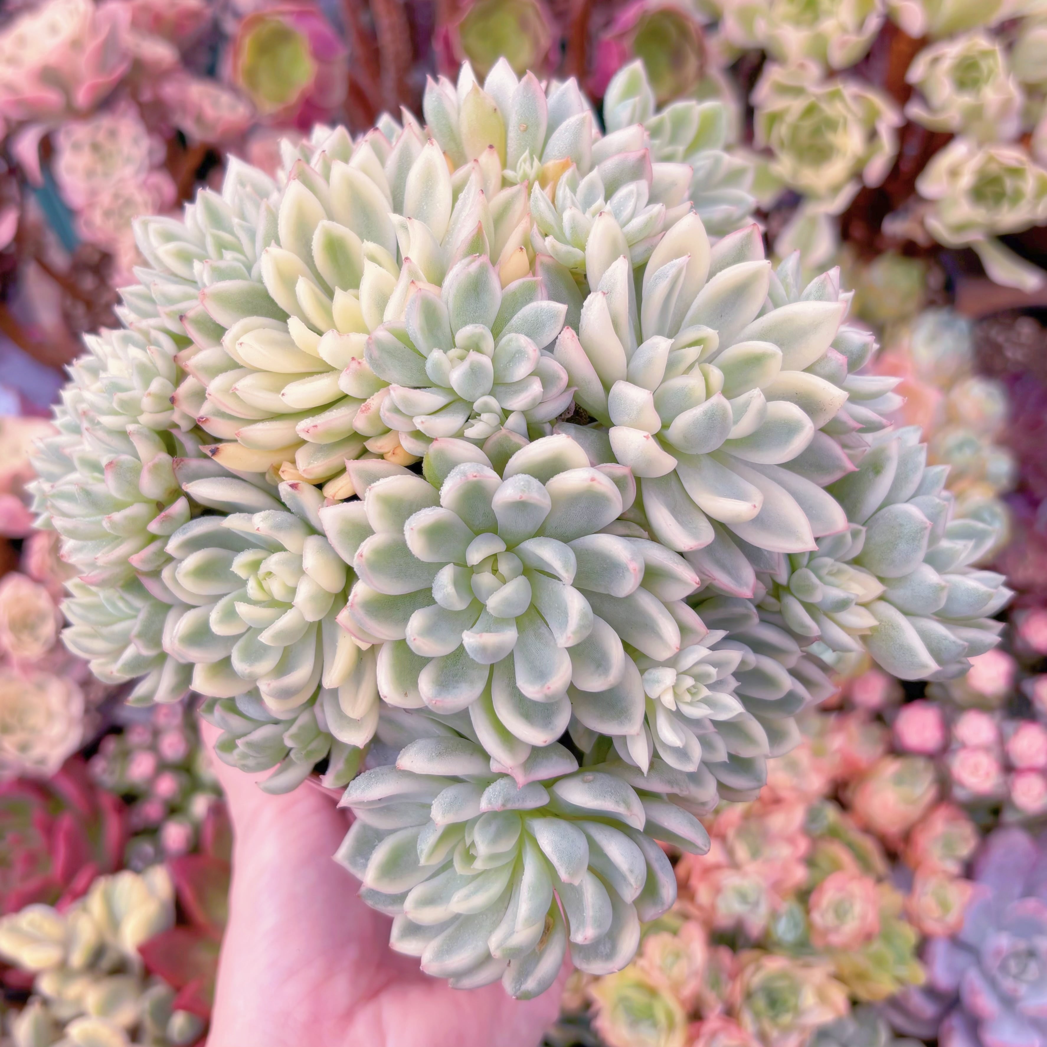 現品 女雛錦#595 特大群生 るる農園 | るる農園~多肉植物専門