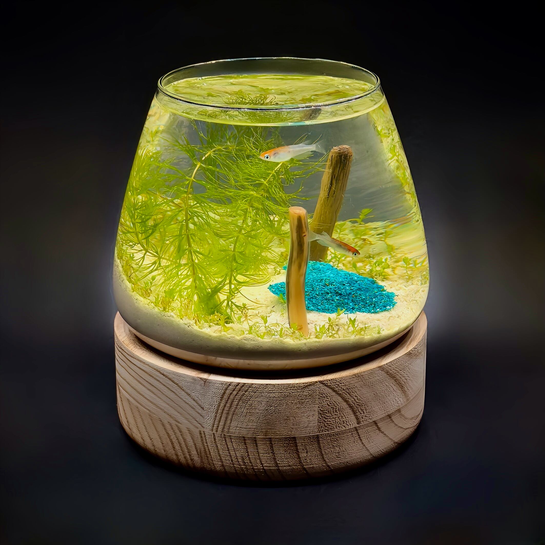 一点物】癒しの水族館 Healing Aquarium（Raffinato Kalpa） | アクア