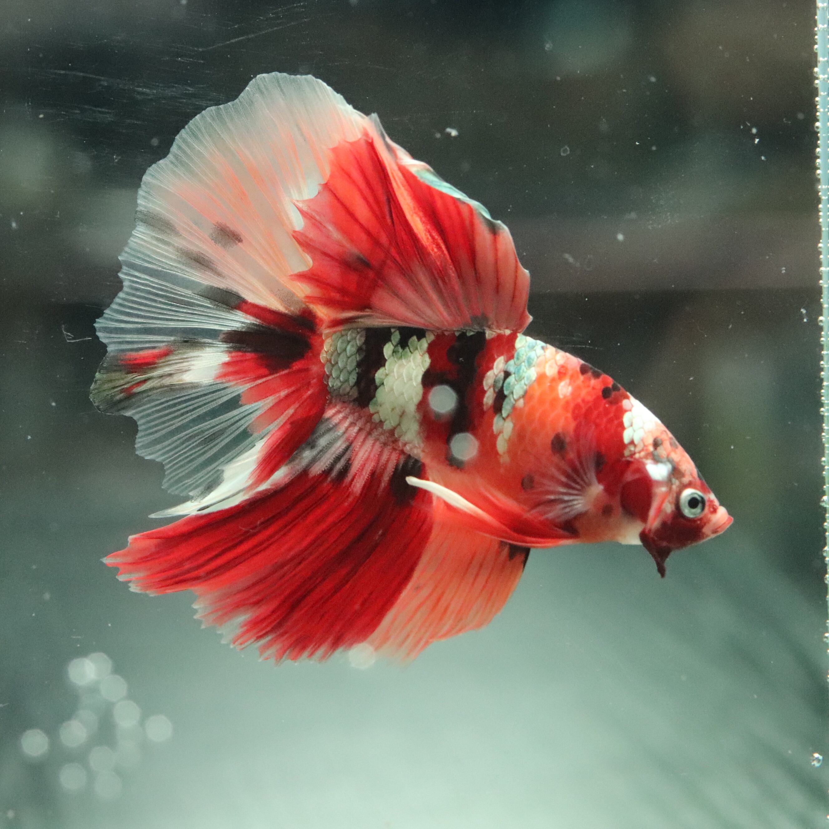 セレクトベタ・ハーフムーンキャンディニモ♂ 019 | aquarium shop earth