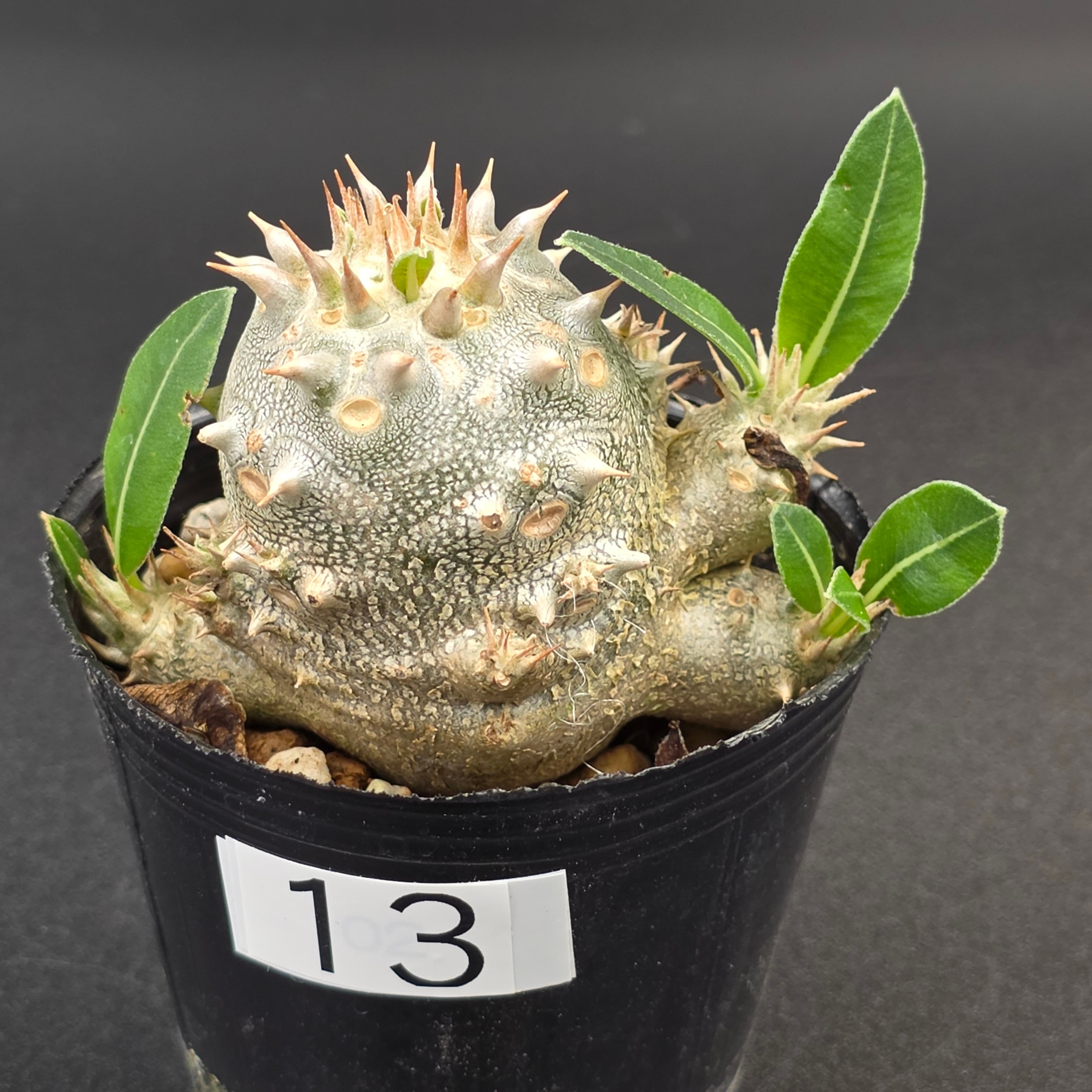 恵比寿大黒 パキポディウム デンシカウレ 実生 | BRIDGE GARDEN